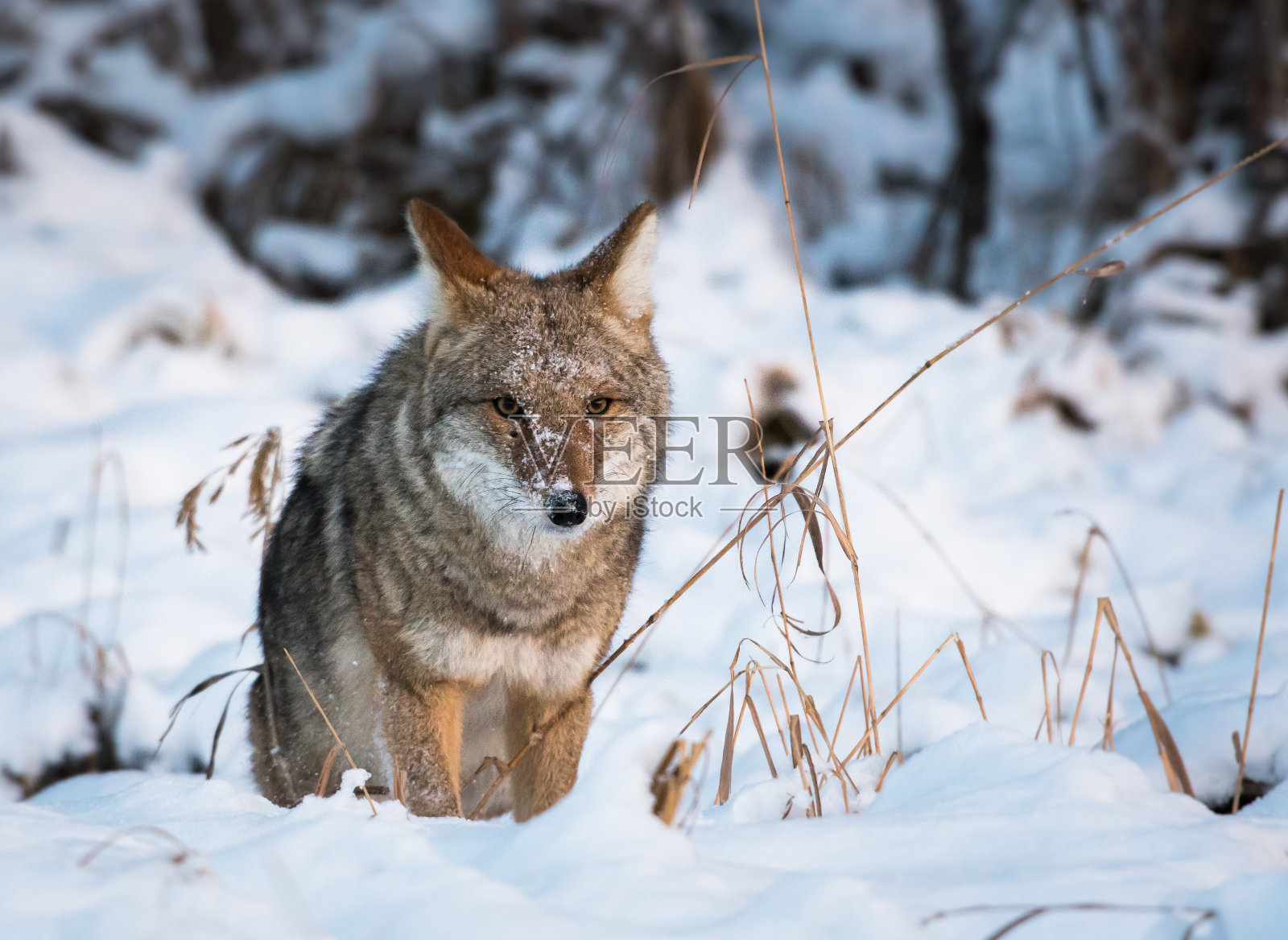 土狼照片摄影图片