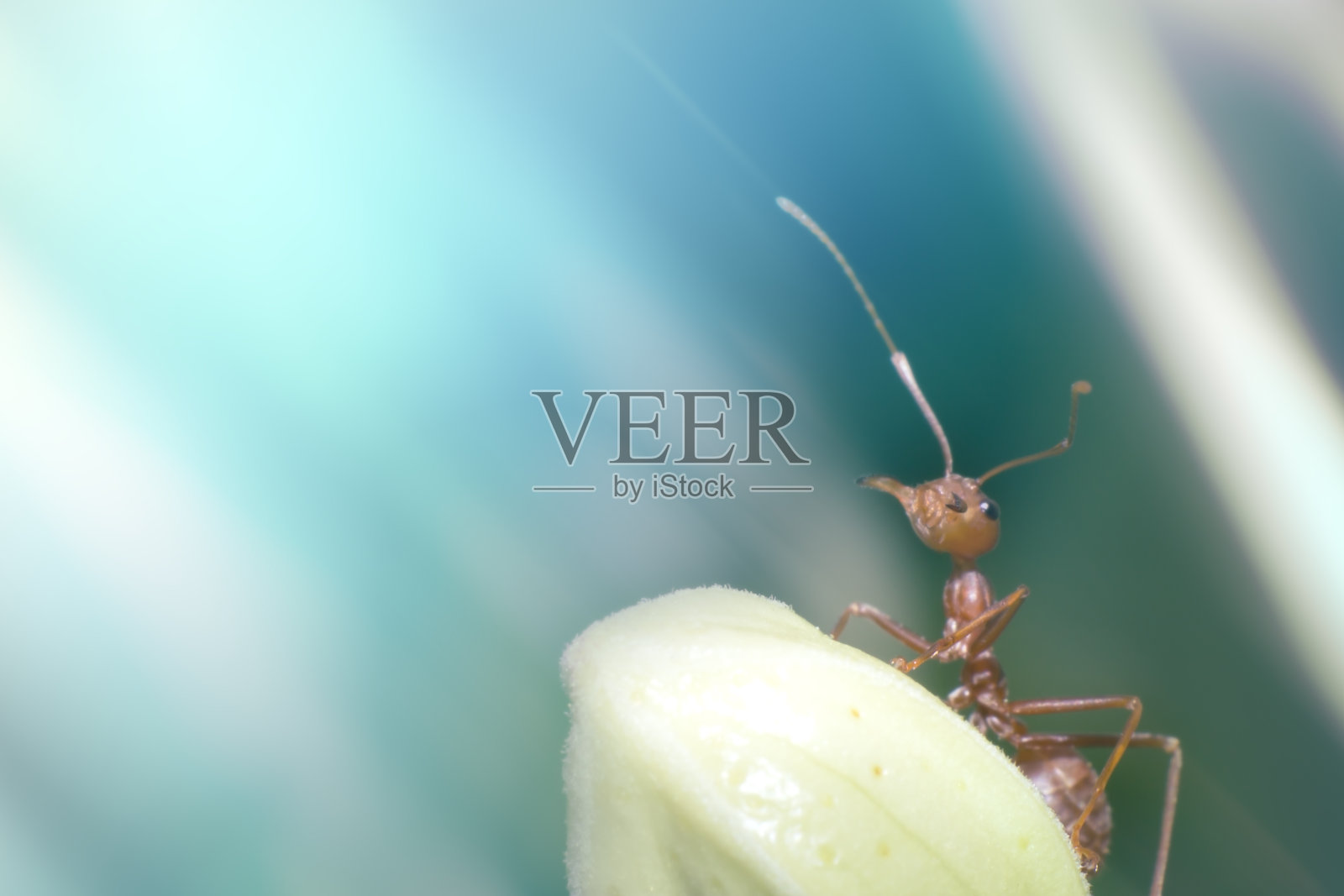 在自然界中蚂蚁照片摄影图片