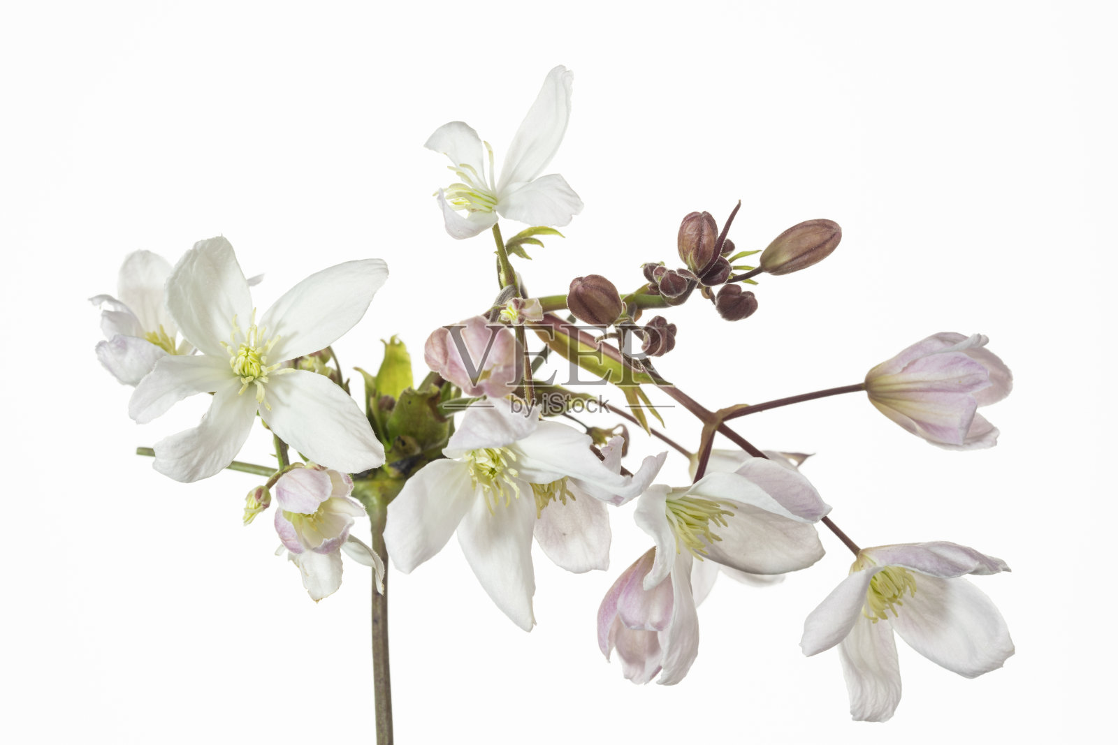 白色的铁线莲花照片摄影图片