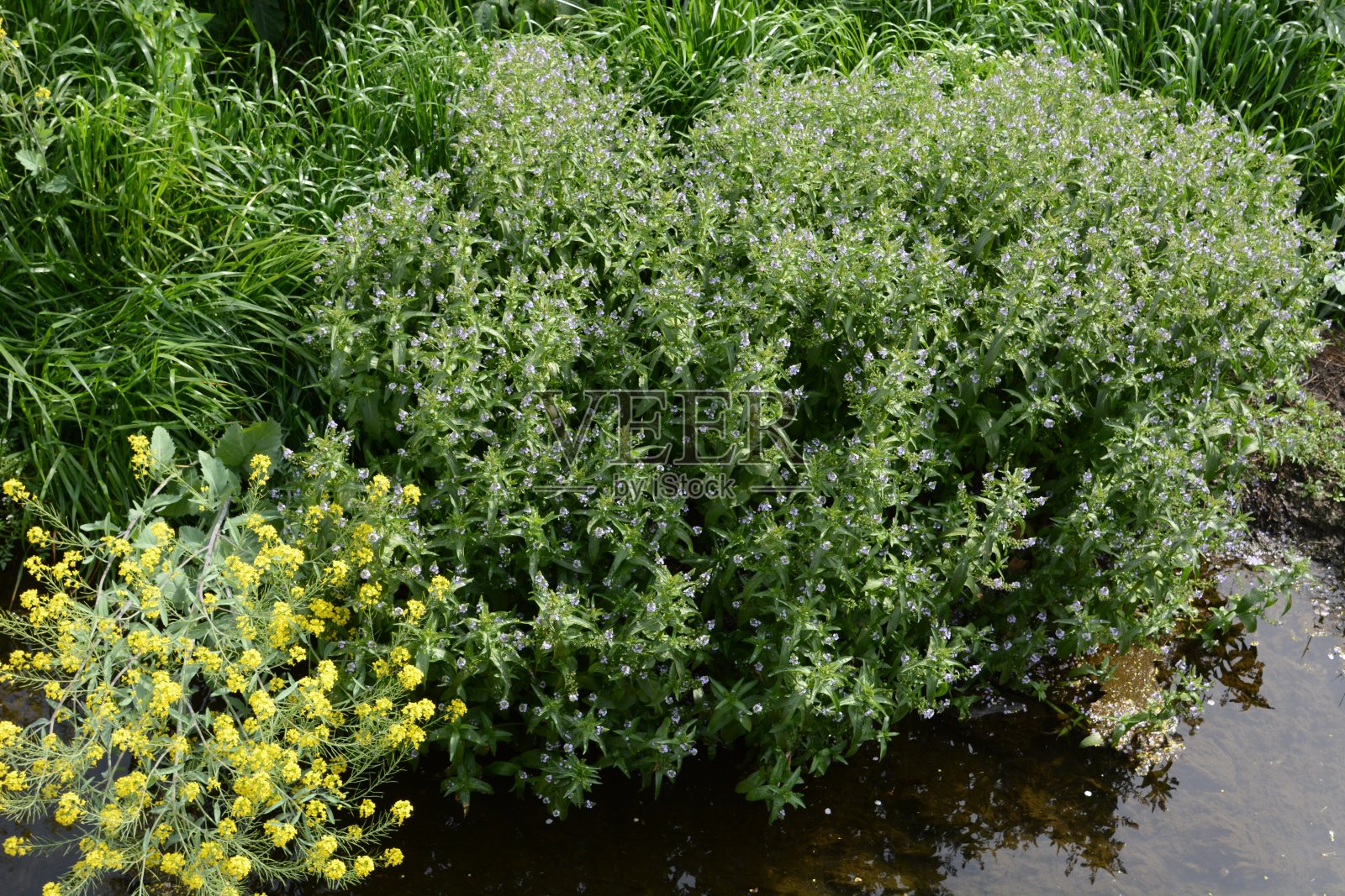 水婆婆纳属的植物照片摄影图片