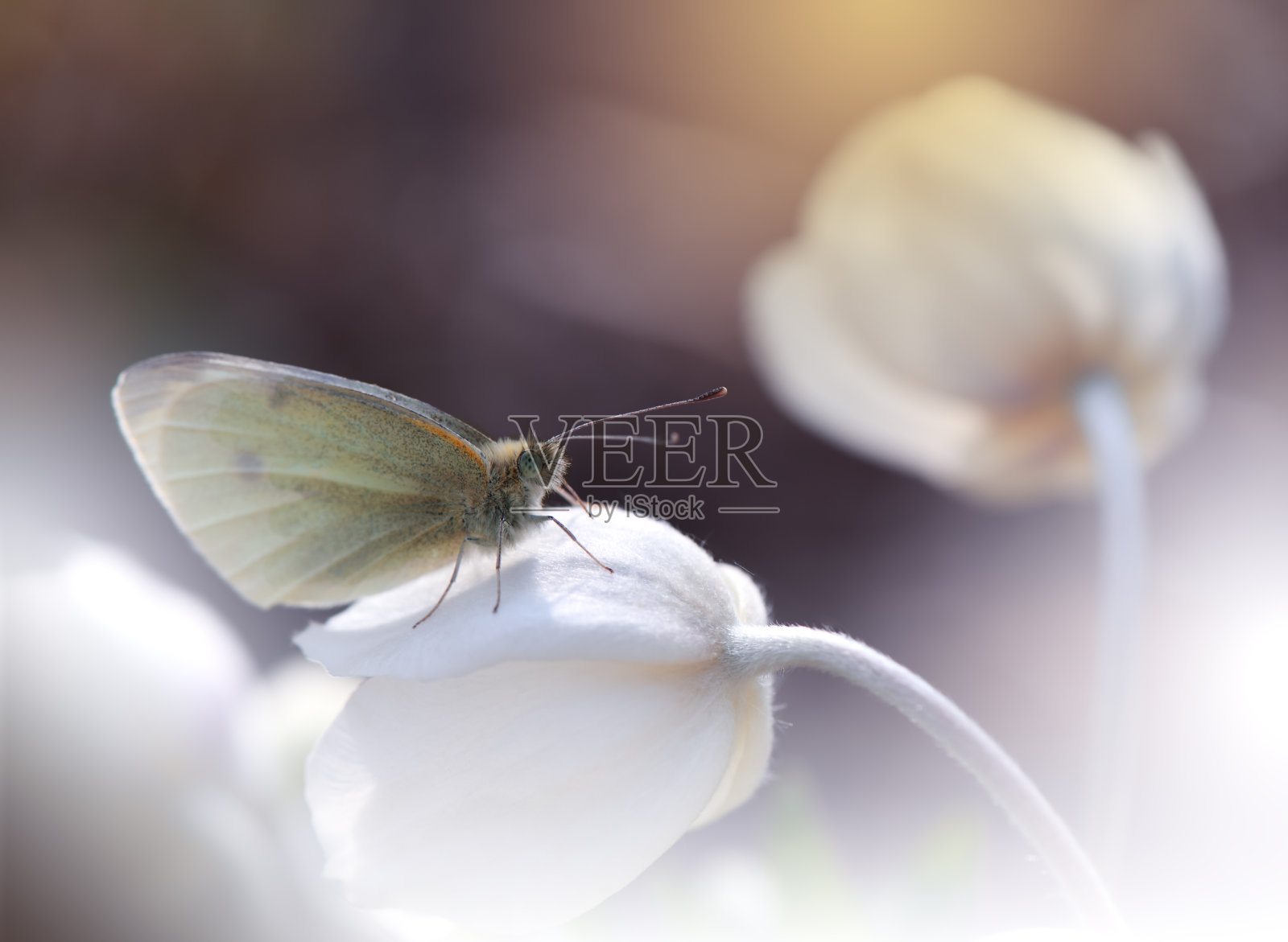 美丽的自然背景和蝴蝶。微距拍摄令人惊叹的春天魔法花。边境艺术设计。神奇的光。极端近距离摄影。概念抽象的形象。幻想的艺术。创意艺术Wallpaper.Love,浪漫,浪漫。照片摄影图片