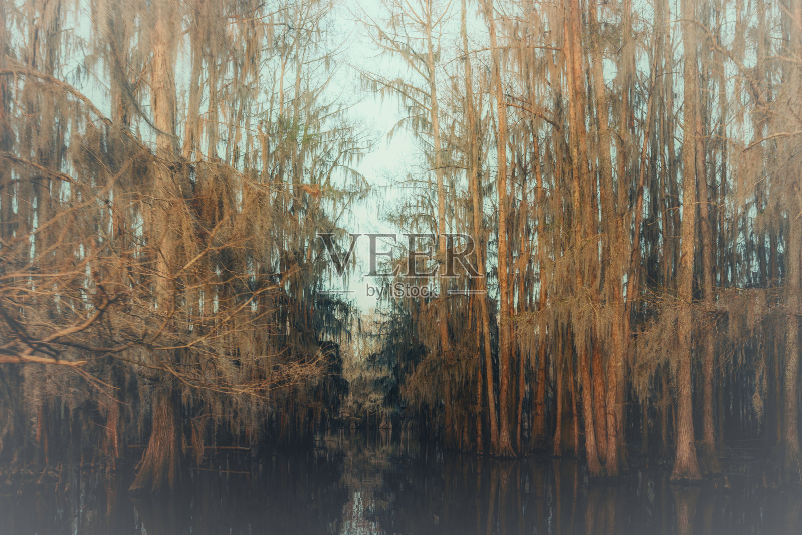 雾蒙蒙的柏树照片摄影图片