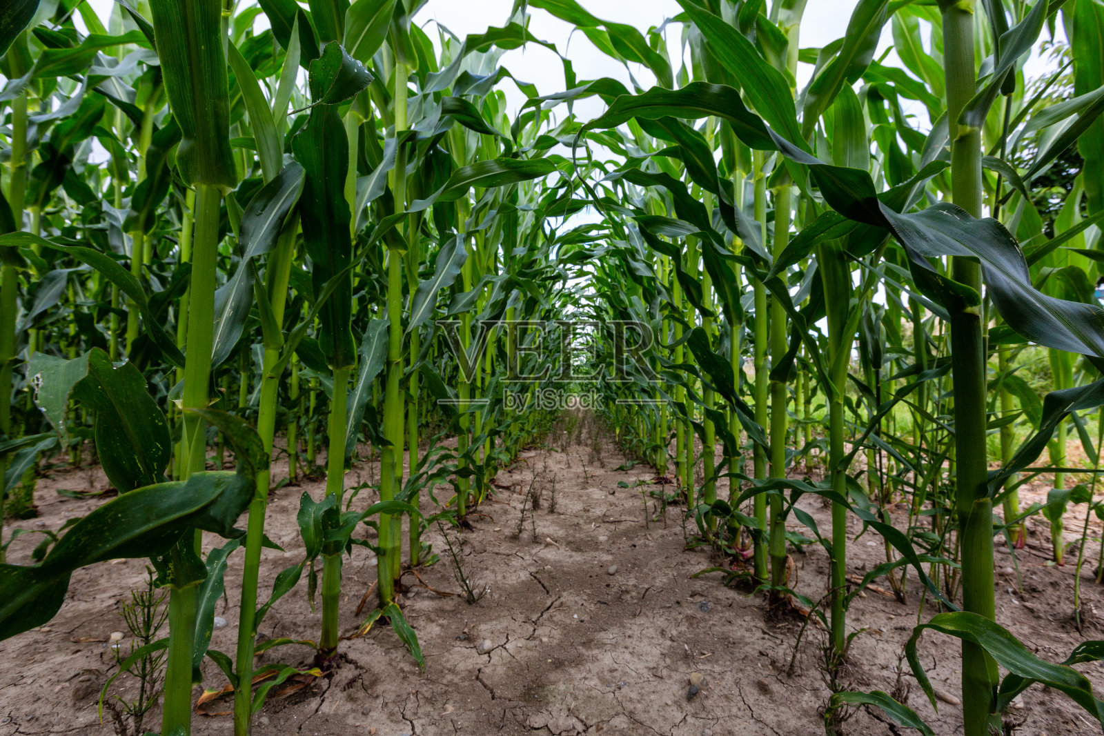 德国，有新鲜玉米和干燥土壤的玉米地照片摄影图片