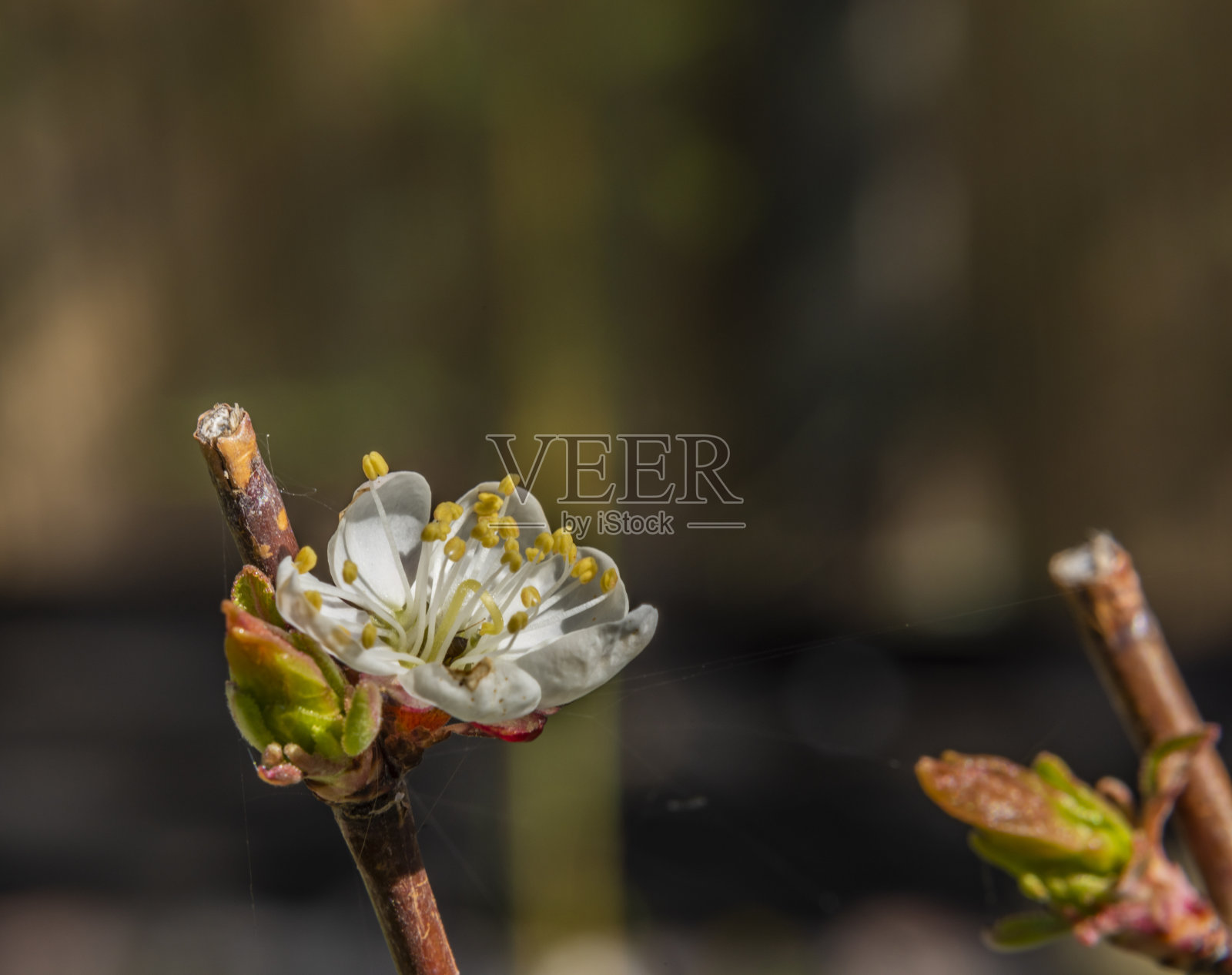 从宏观上看，白色的酸樱桃在阳光明媚的春天照片摄影图片