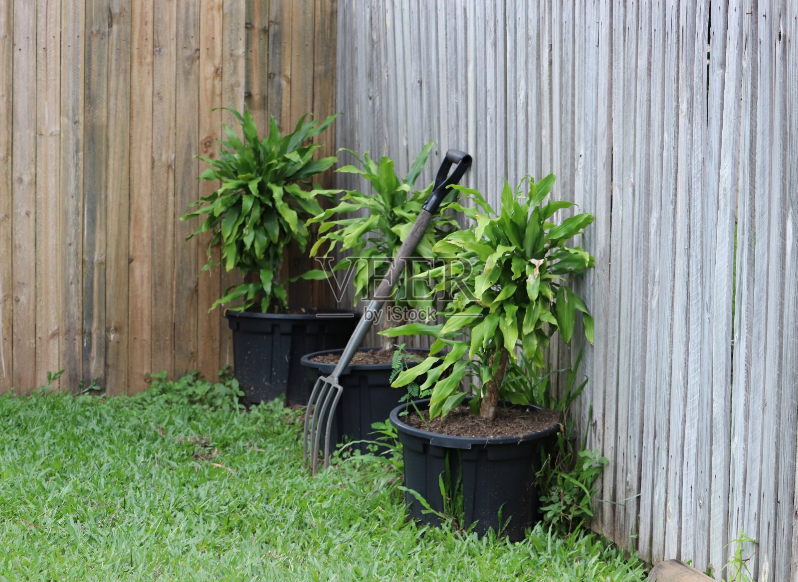 专注于木栅栏旁边的花盆里的龙属植物(快乐植物)照片摄影图片