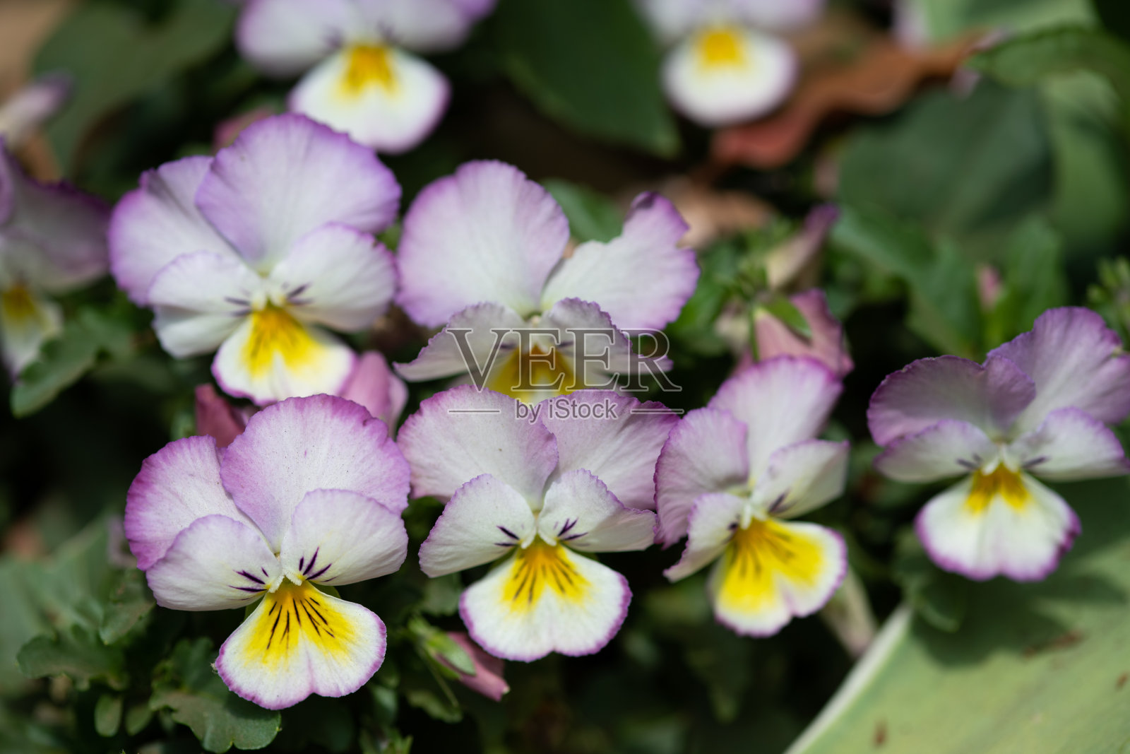 紫色的紫百合照片摄影图片