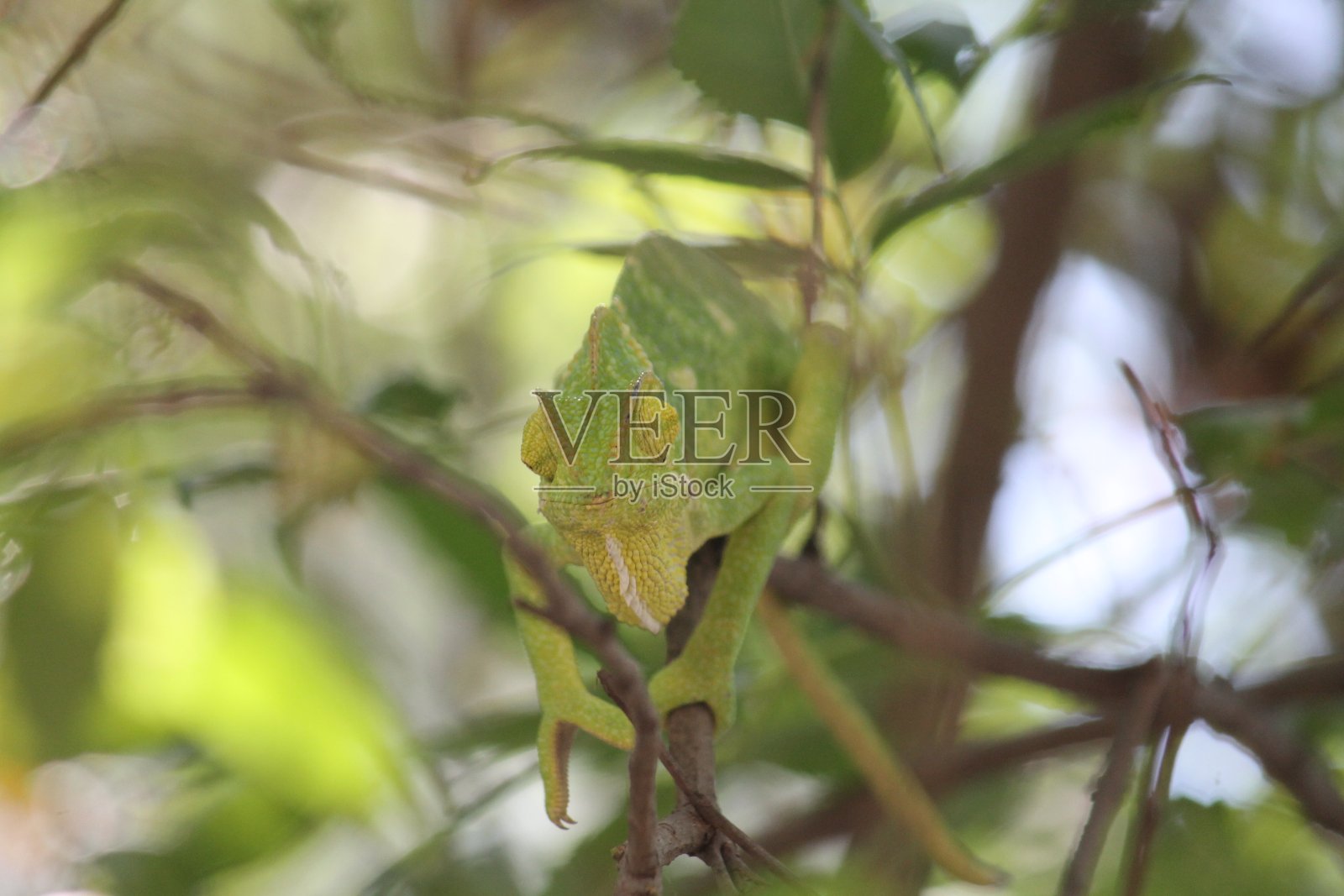 变色龙照片摄影图片