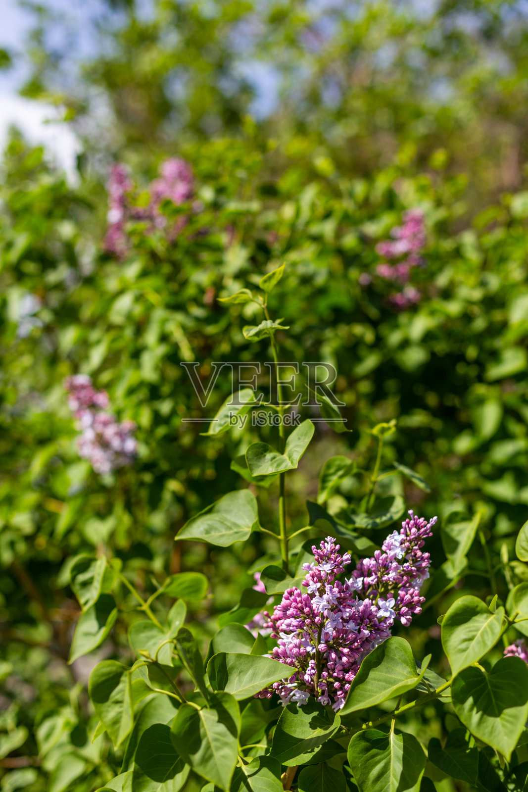 在俄罗斯新西伯利亚有紫色花序的丁香丛照片摄影图片