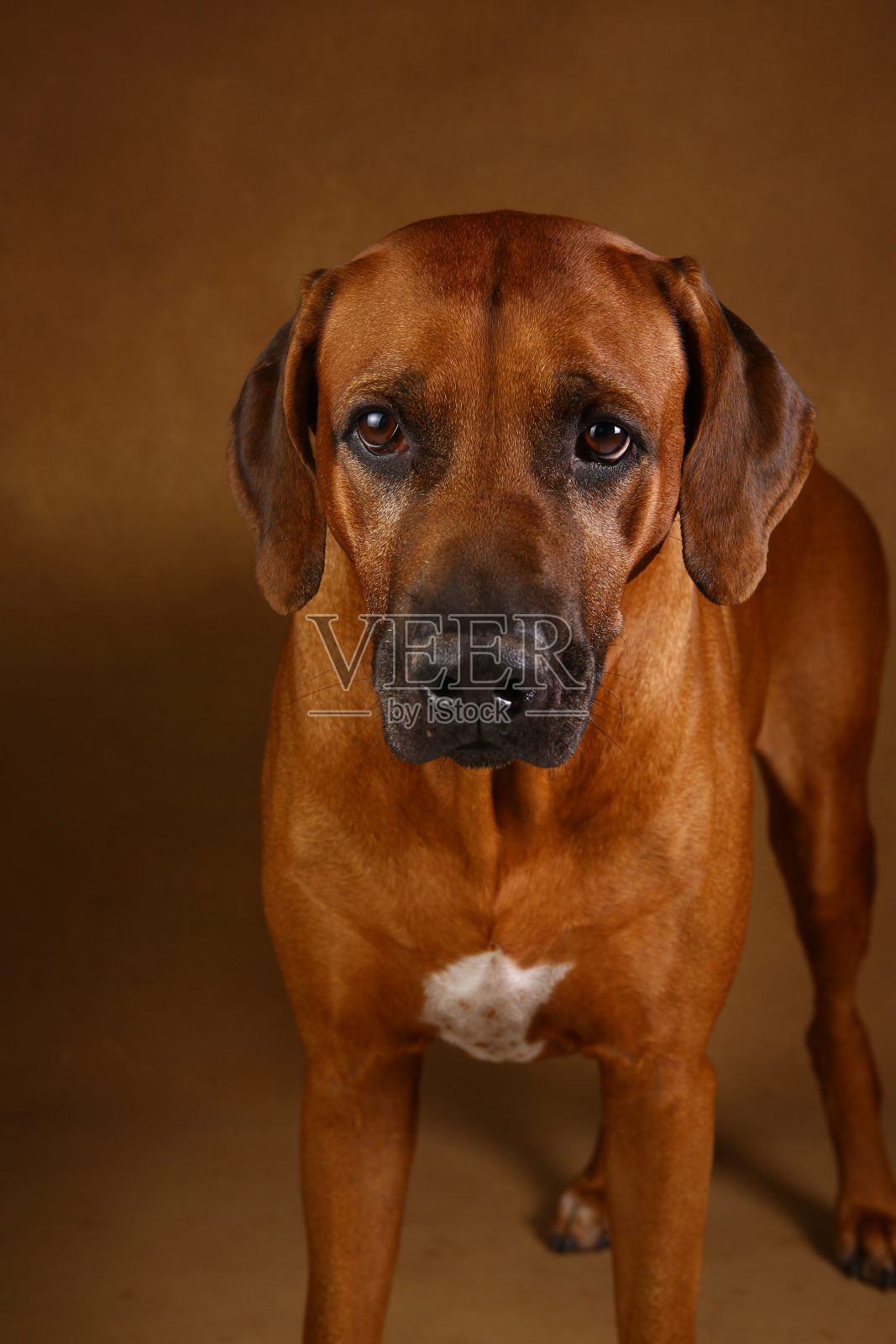 工作室拍摄的罗得西亚脊背狗灰色背景在工作室照片摄影图片