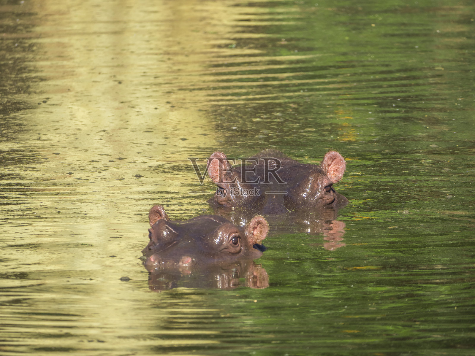 河马在水中照片摄影图片