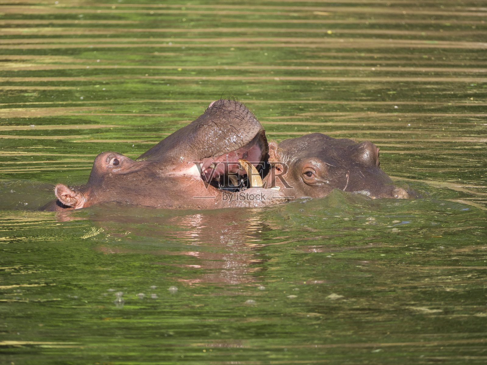 河马在水中照片摄影图片