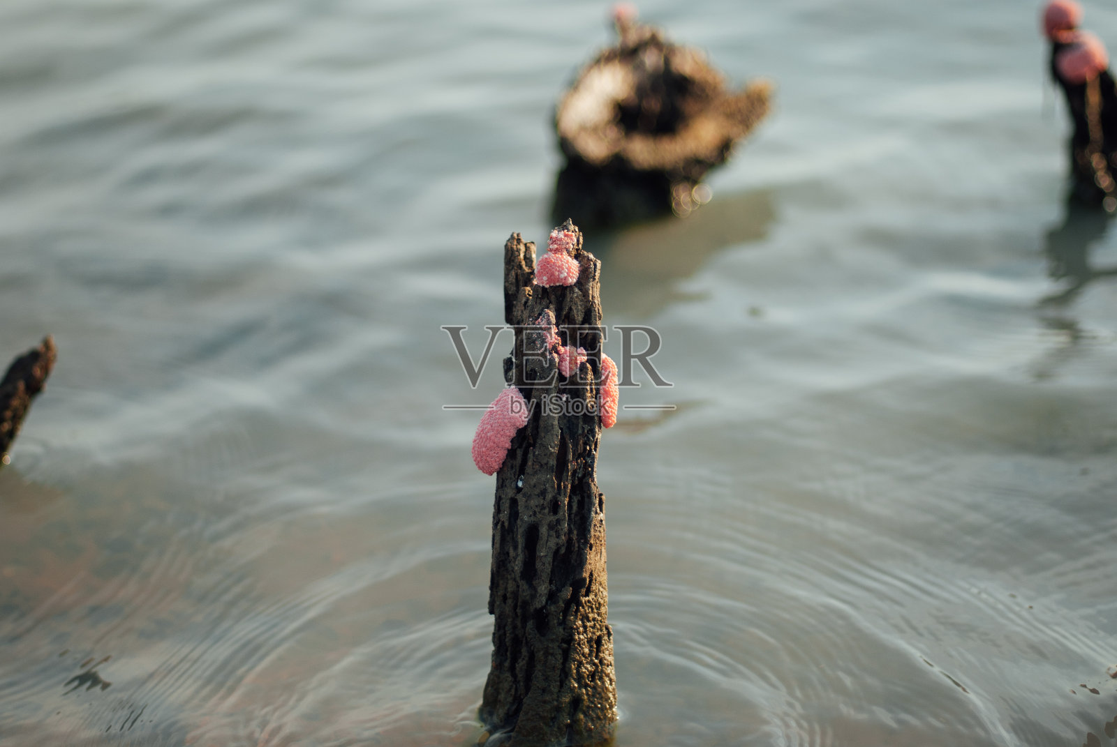 泰国粉蜗牛蛋照片摄影图片