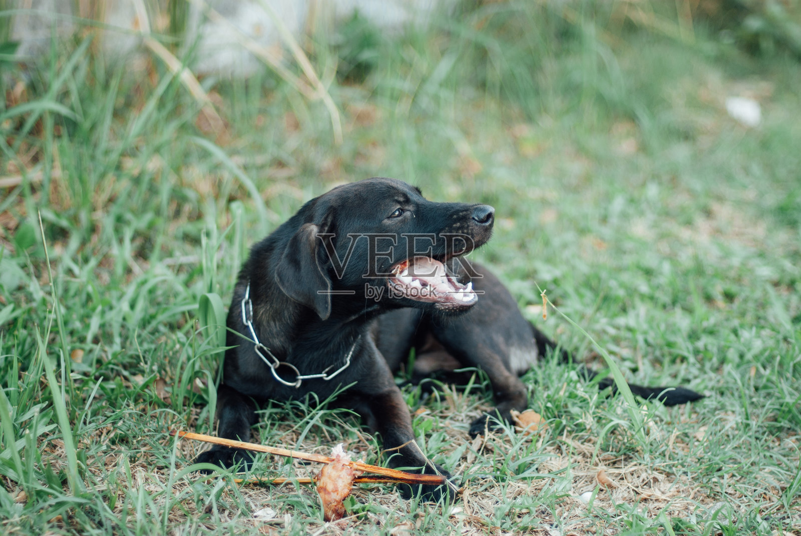 可怜的无家可归的狗照片摄影图片