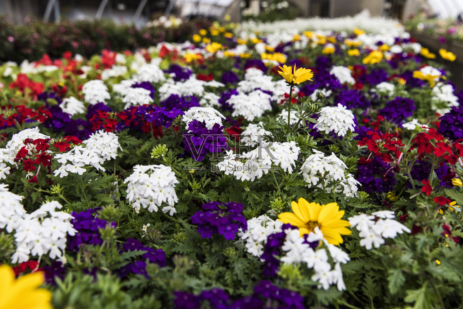 温室里的花朵照片摄影图片