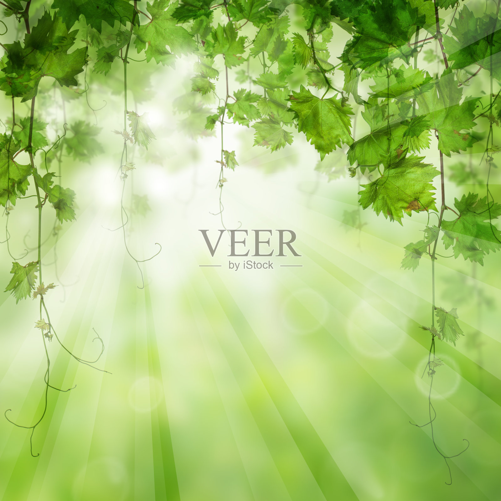 绿叶伴着阳光。自然生物的概念照片摄影图片