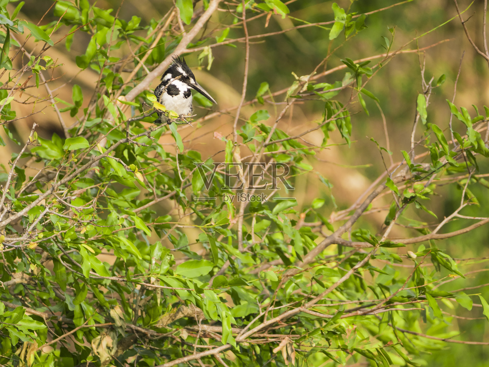 单一的斑驳的翠鸟照片摄影图片