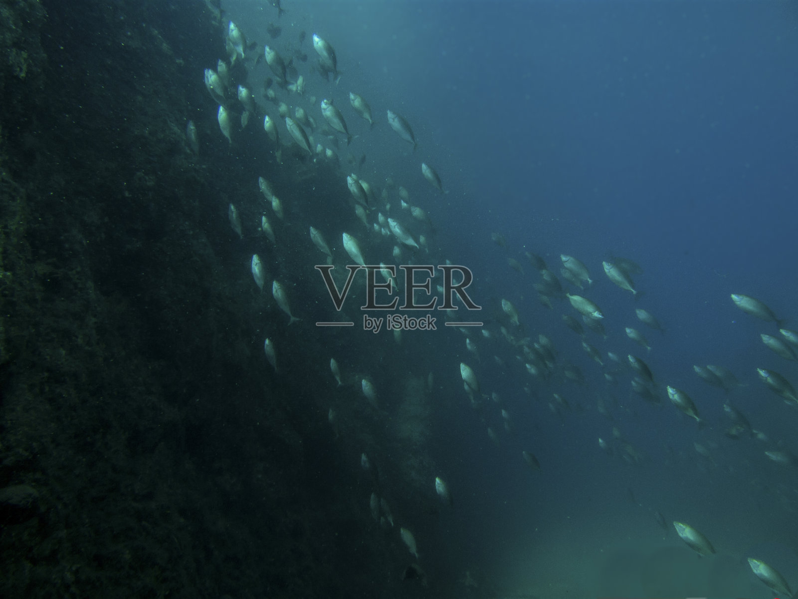 水下蓝照片摄影图片