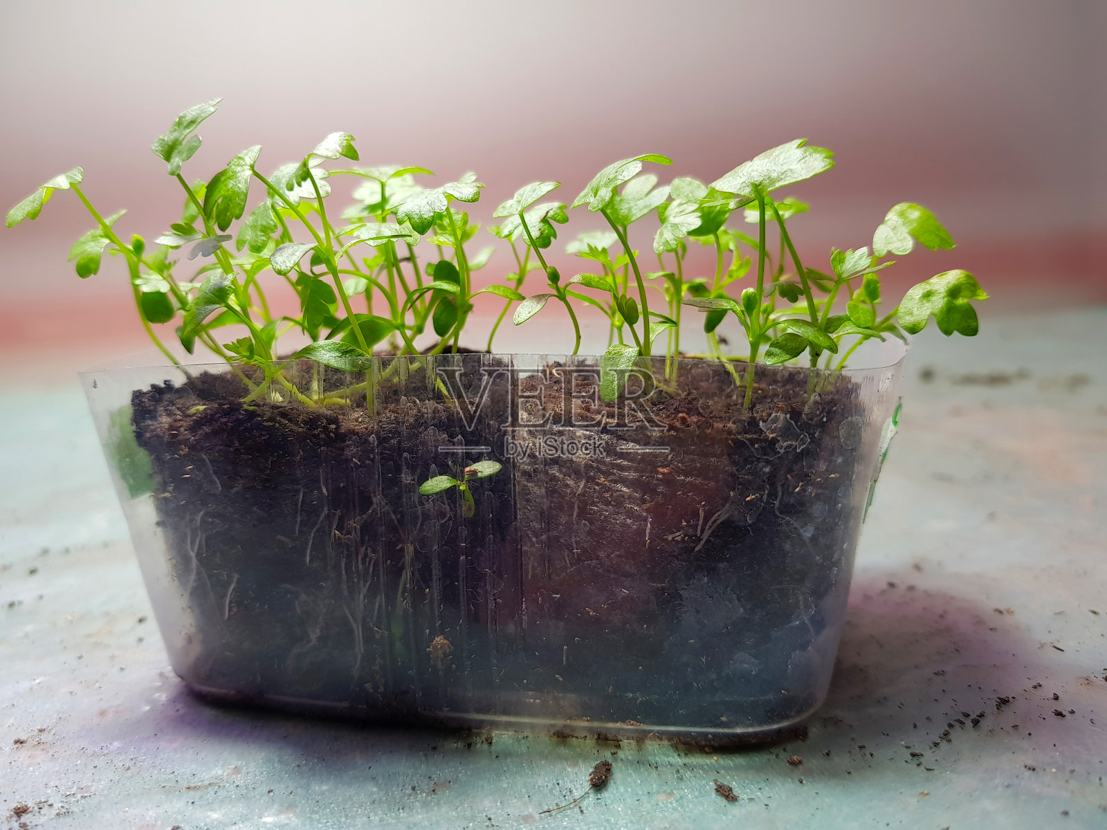 幼苗-非常漂亮的芹菜幼苗在一个锅照片摄影图片