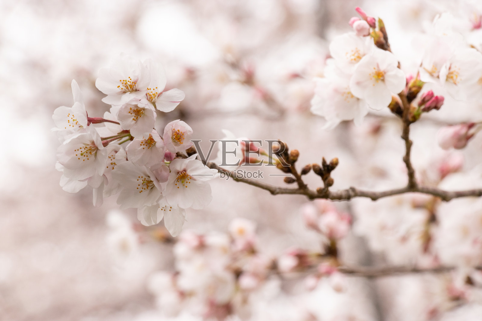 日本埼玉县霞部市仙根堀河上的樱花照片摄影图片