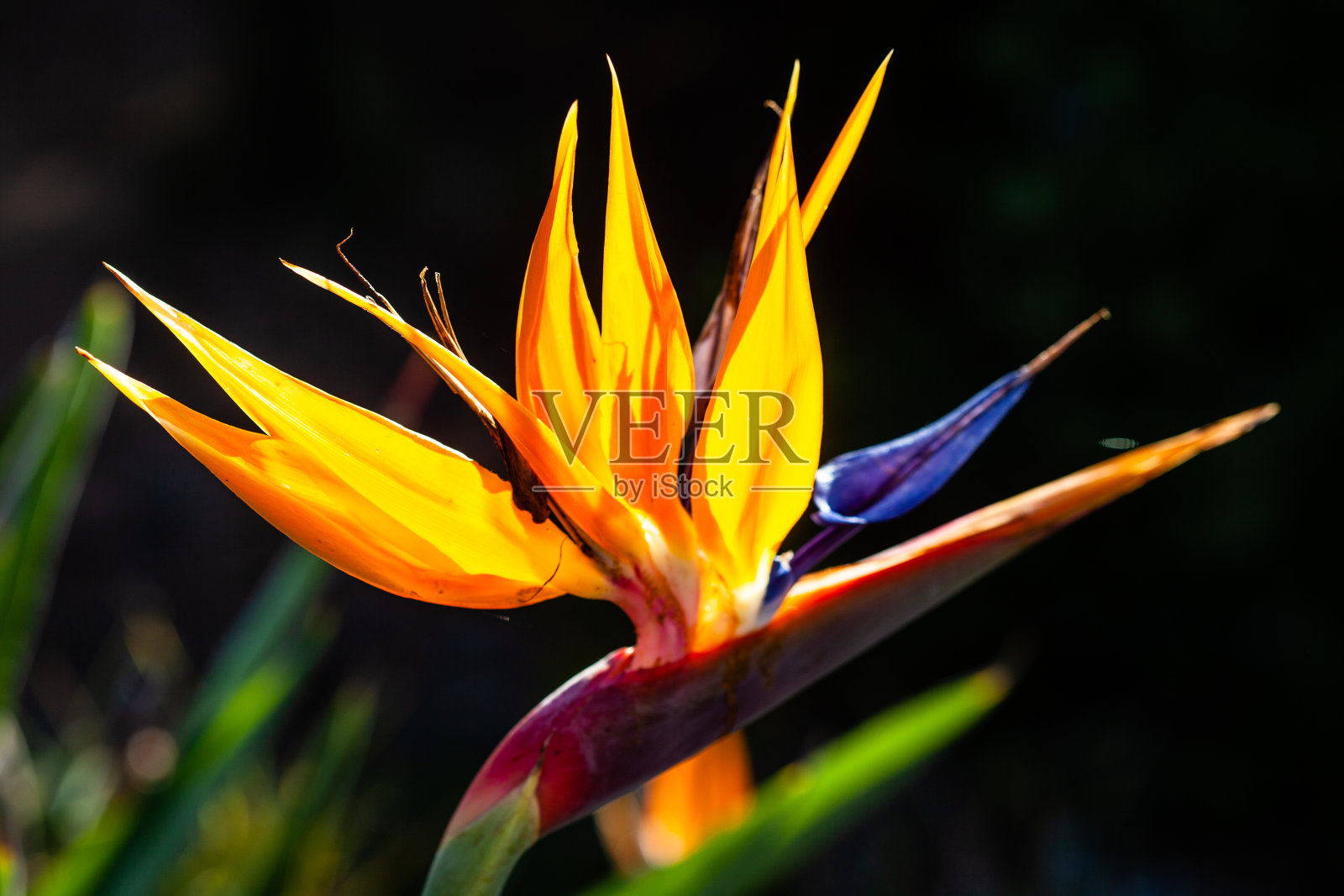 桔黄色和蓝色的鹤望花(天堂鸟)照片摄影图片