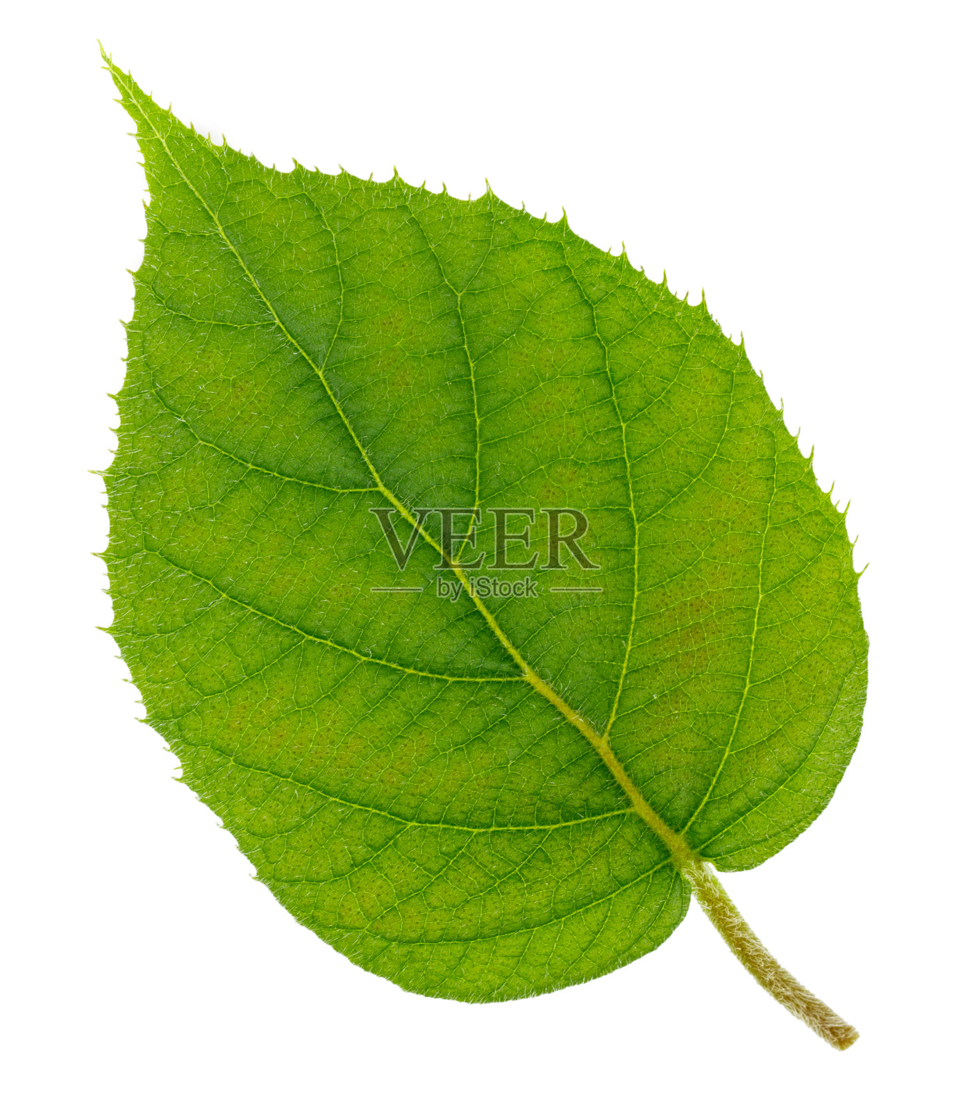 在白色背景上孤立的猕猴桃叶照片摄影图片