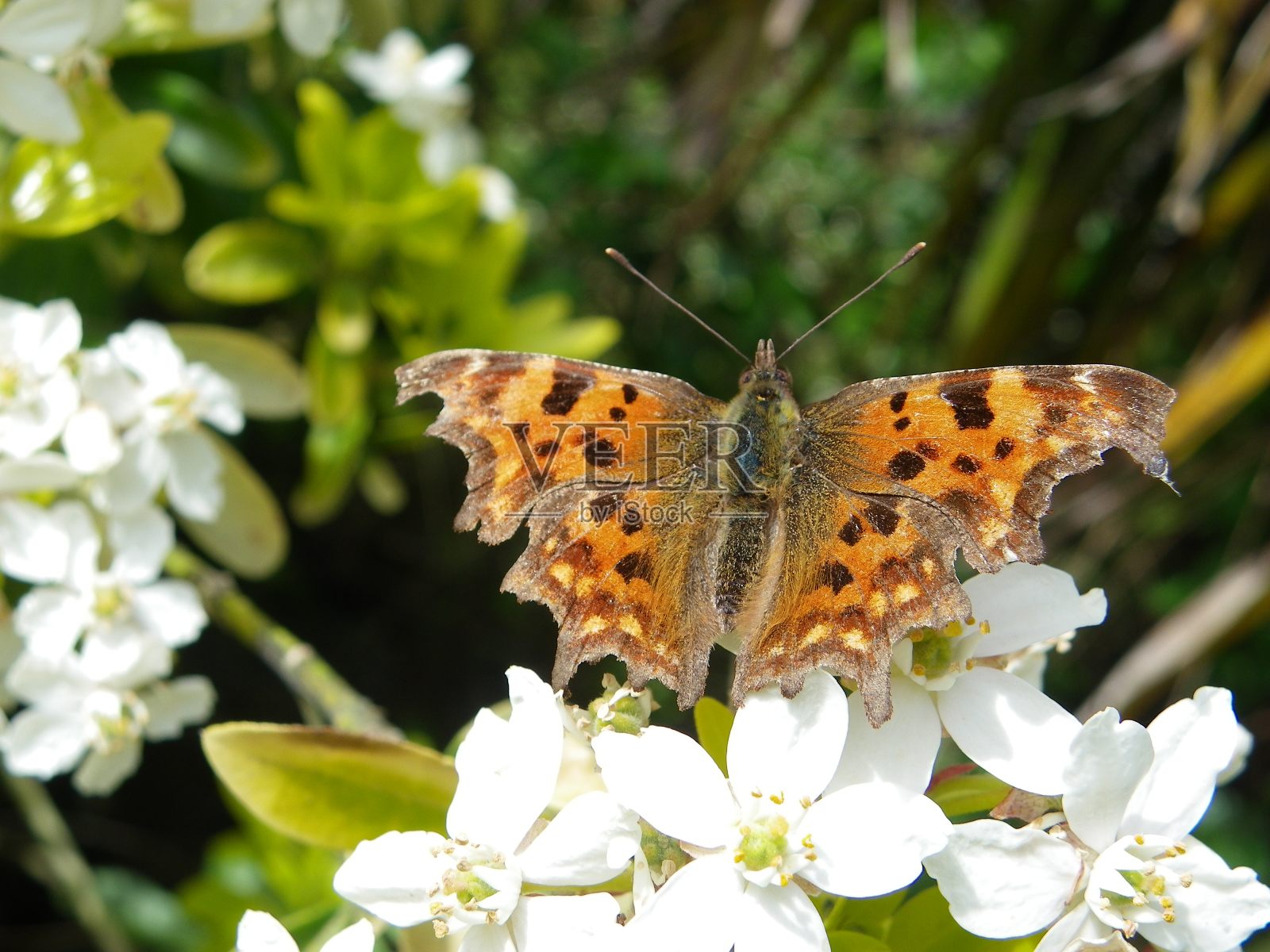蝴蝶polygonia c-album照片摄影图片