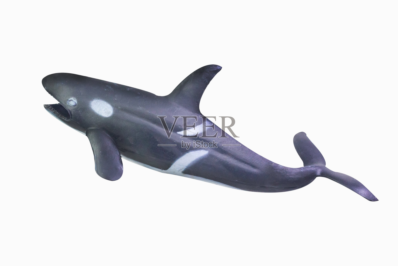 图玩具虎鲸孤立的特写图像。照片摄影图片