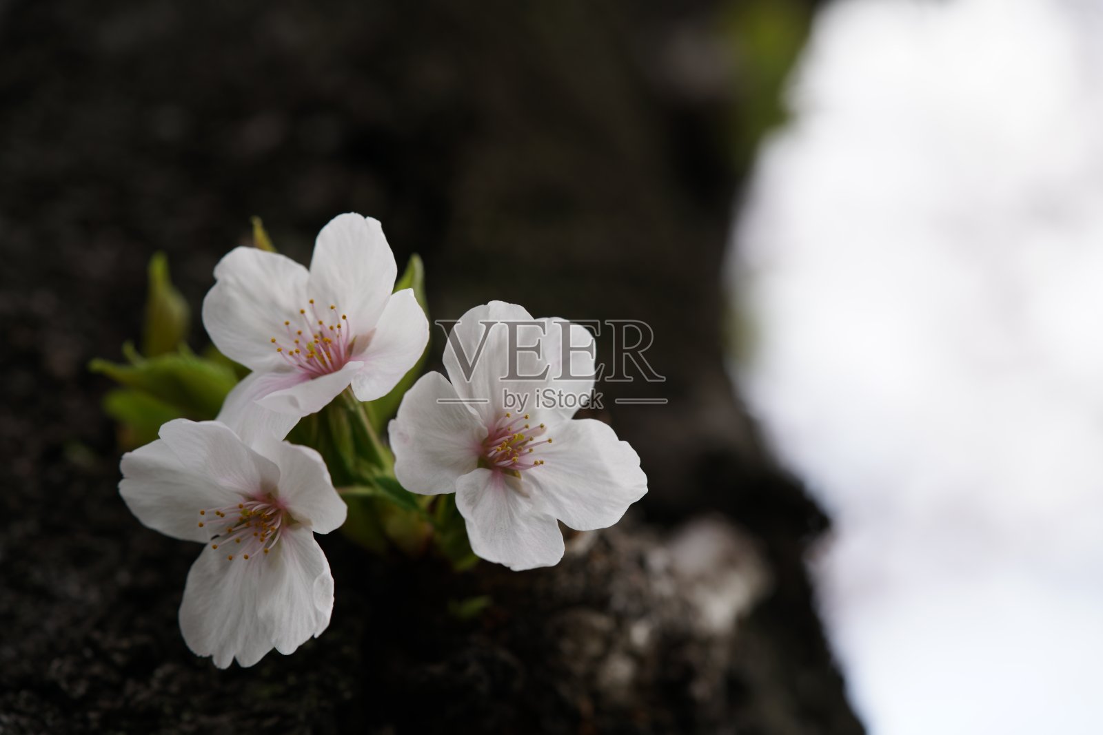 樱桃的Somei-yoshino照片摄影图片