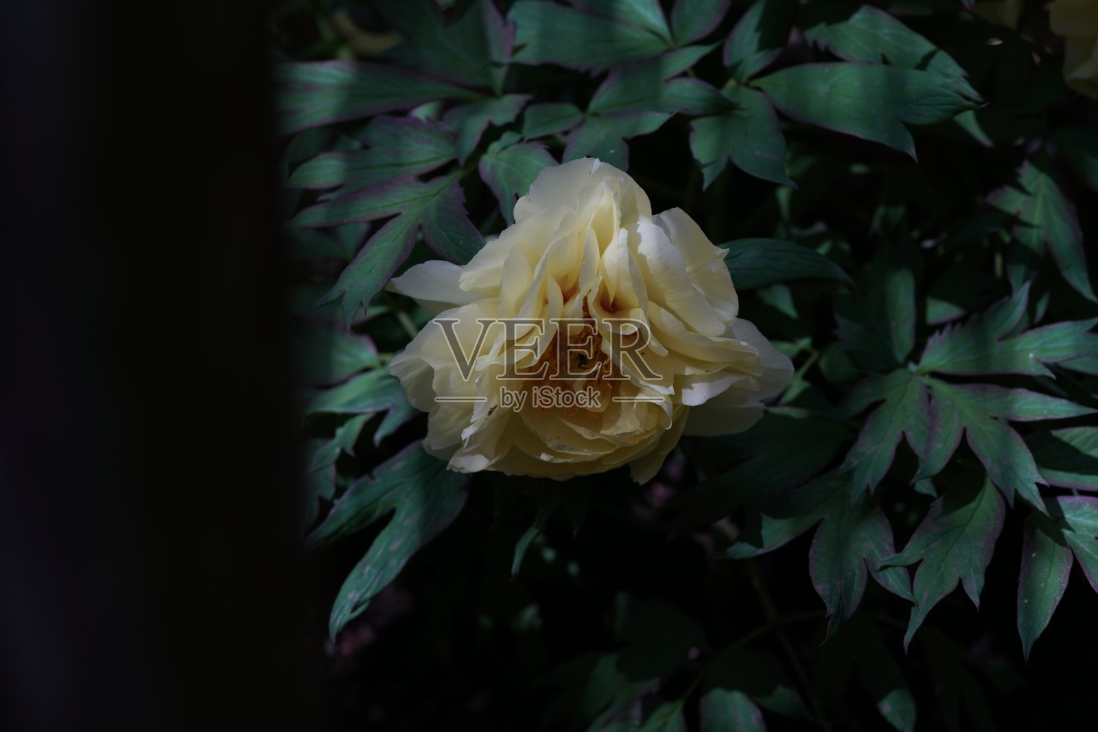 牡丹-淡黄色照片摄影图片