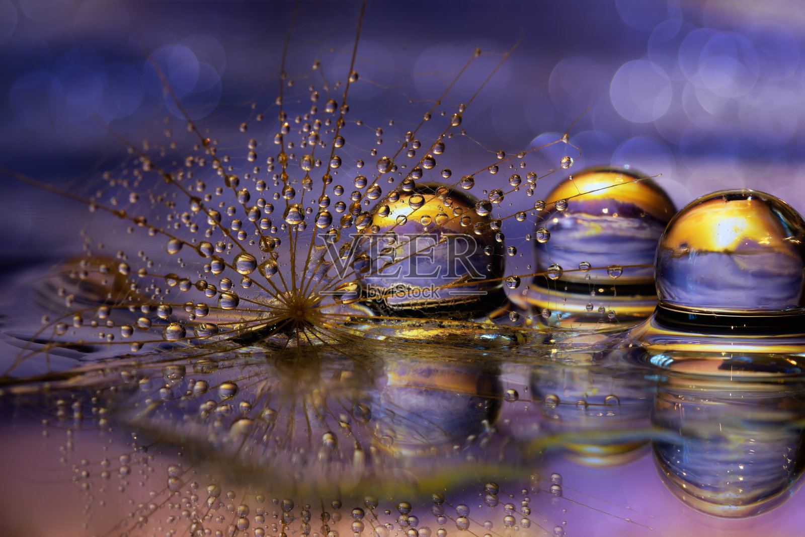 美丽的蒲公英种子和水珠选择焦点照片摄影图片