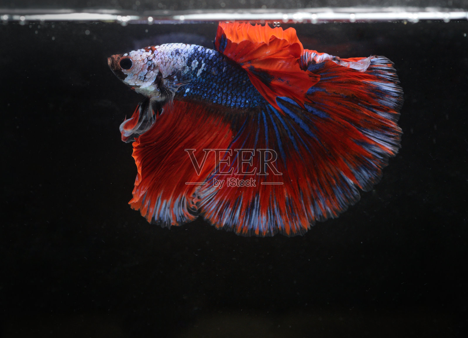 暹罗斗鱼，泰国斗鱼美丽的白、蓝、红三色正在以各种姿态移动，准备战斗在黑色的背景孤立，半月鱼照片摄影图片