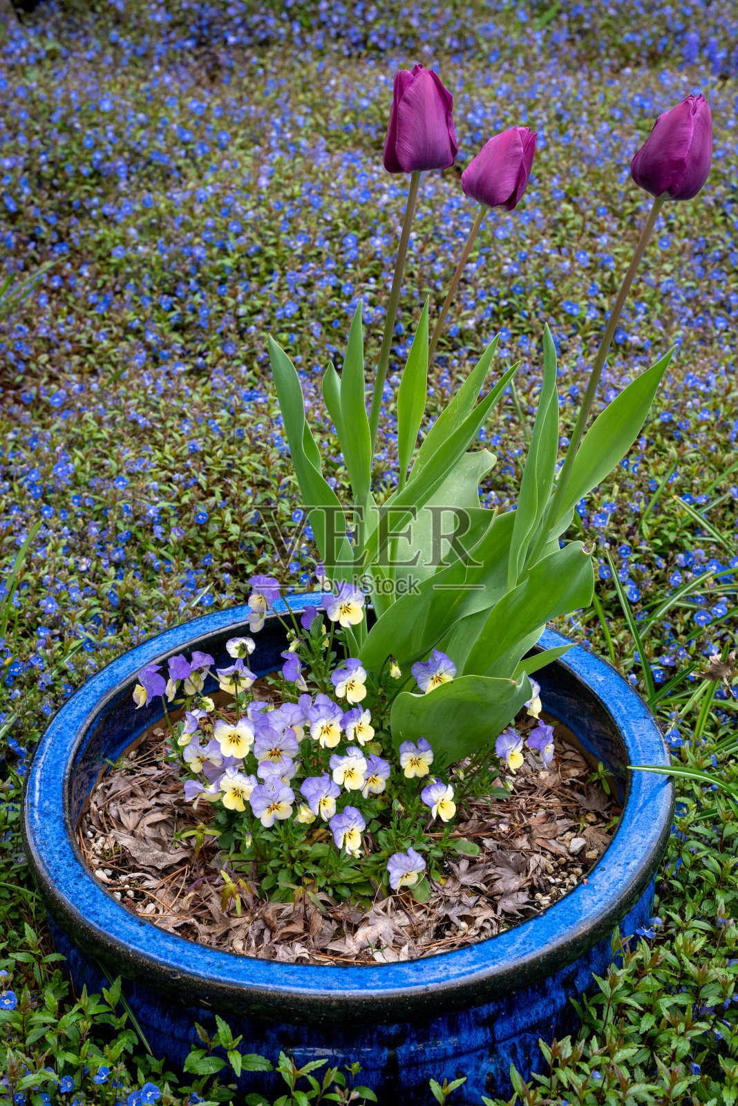 春天的花朵照片摄影图片