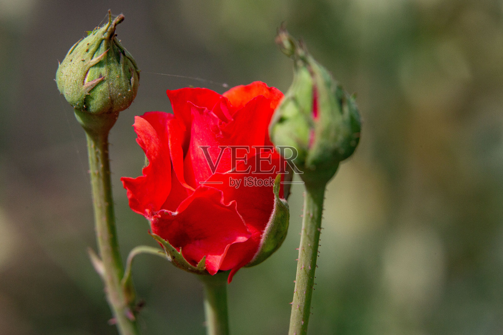 红玫瑰花朵照片摄影图片