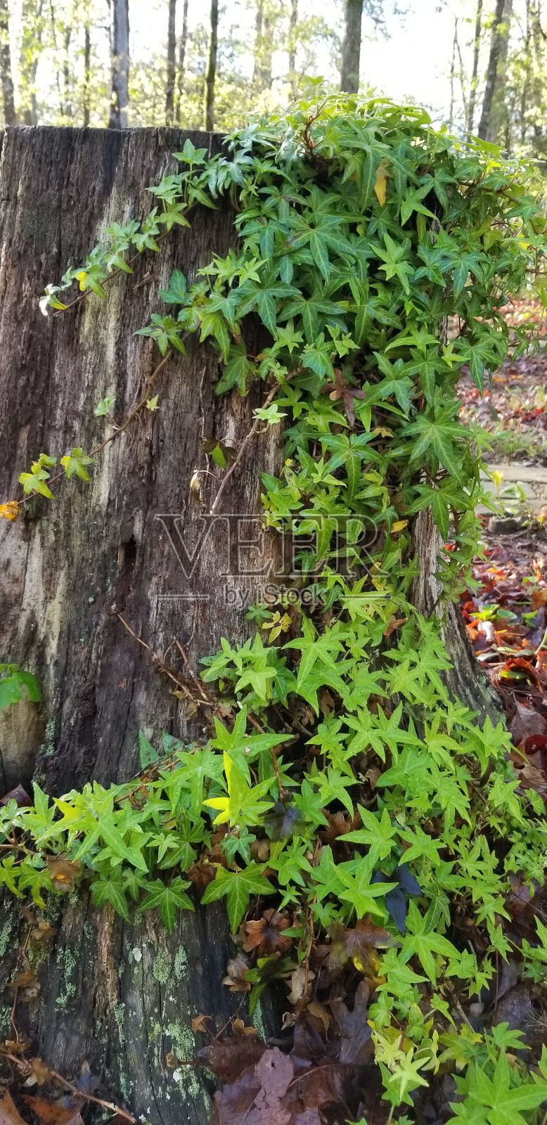 春天的绿色画廊照片摄影图片