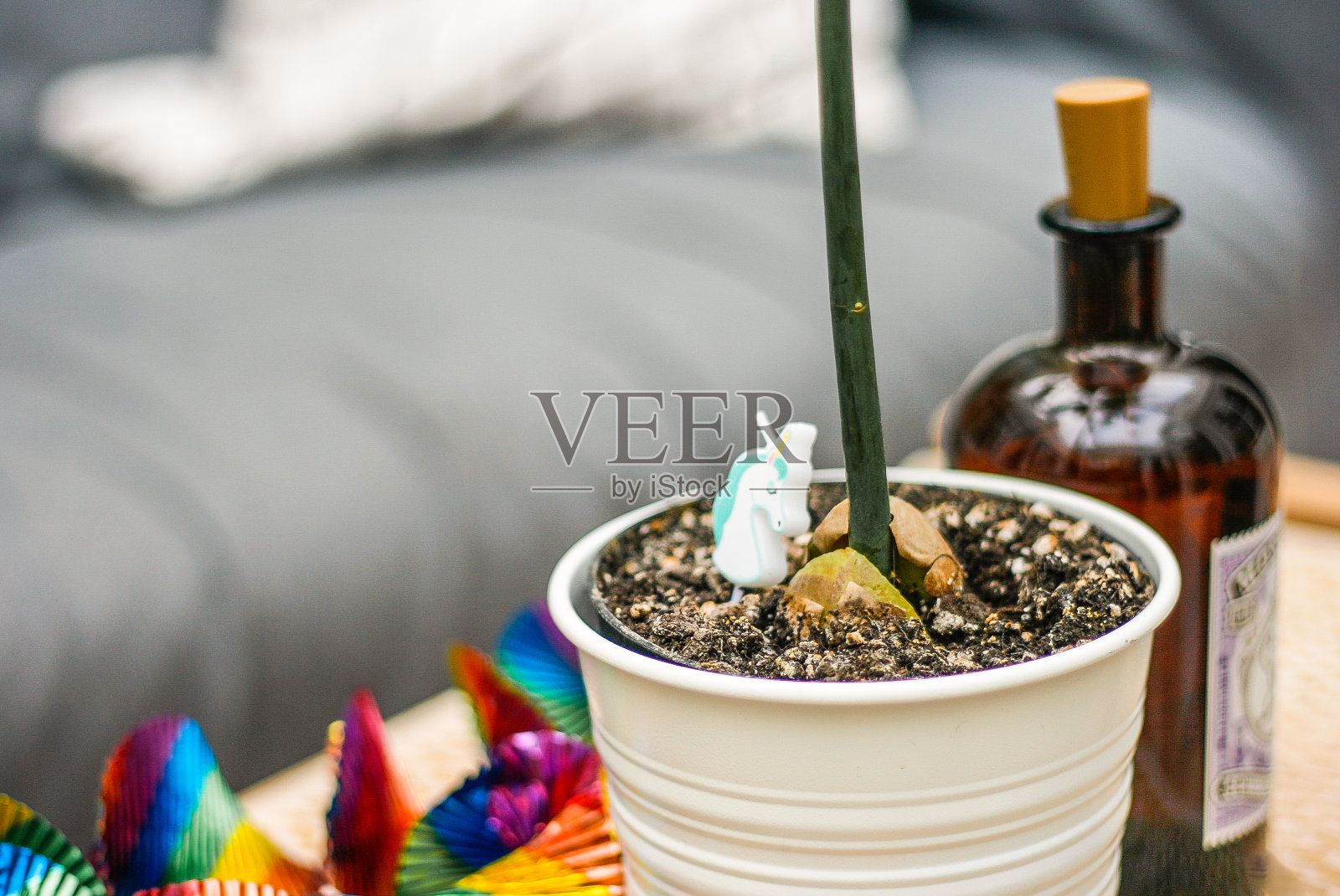 鳄梨幼苗生长在大量的盆栽土壤中照片摄影图片