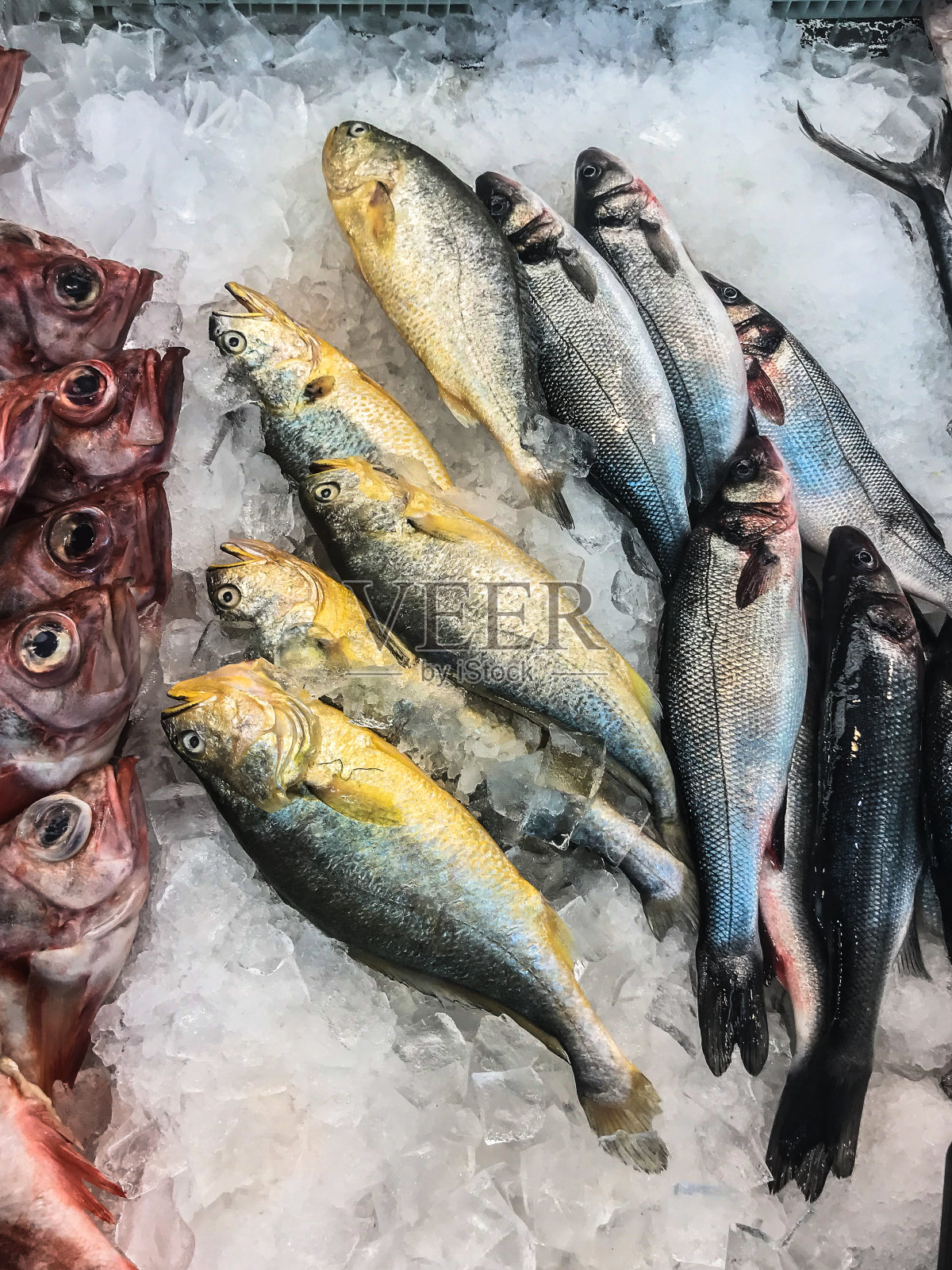 鱼在冰上照片摄影图片