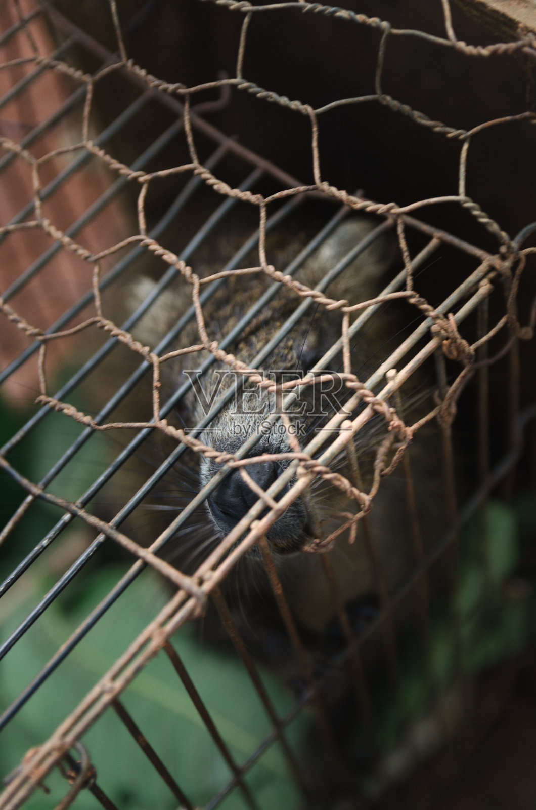 笼hutia照片摄影图片