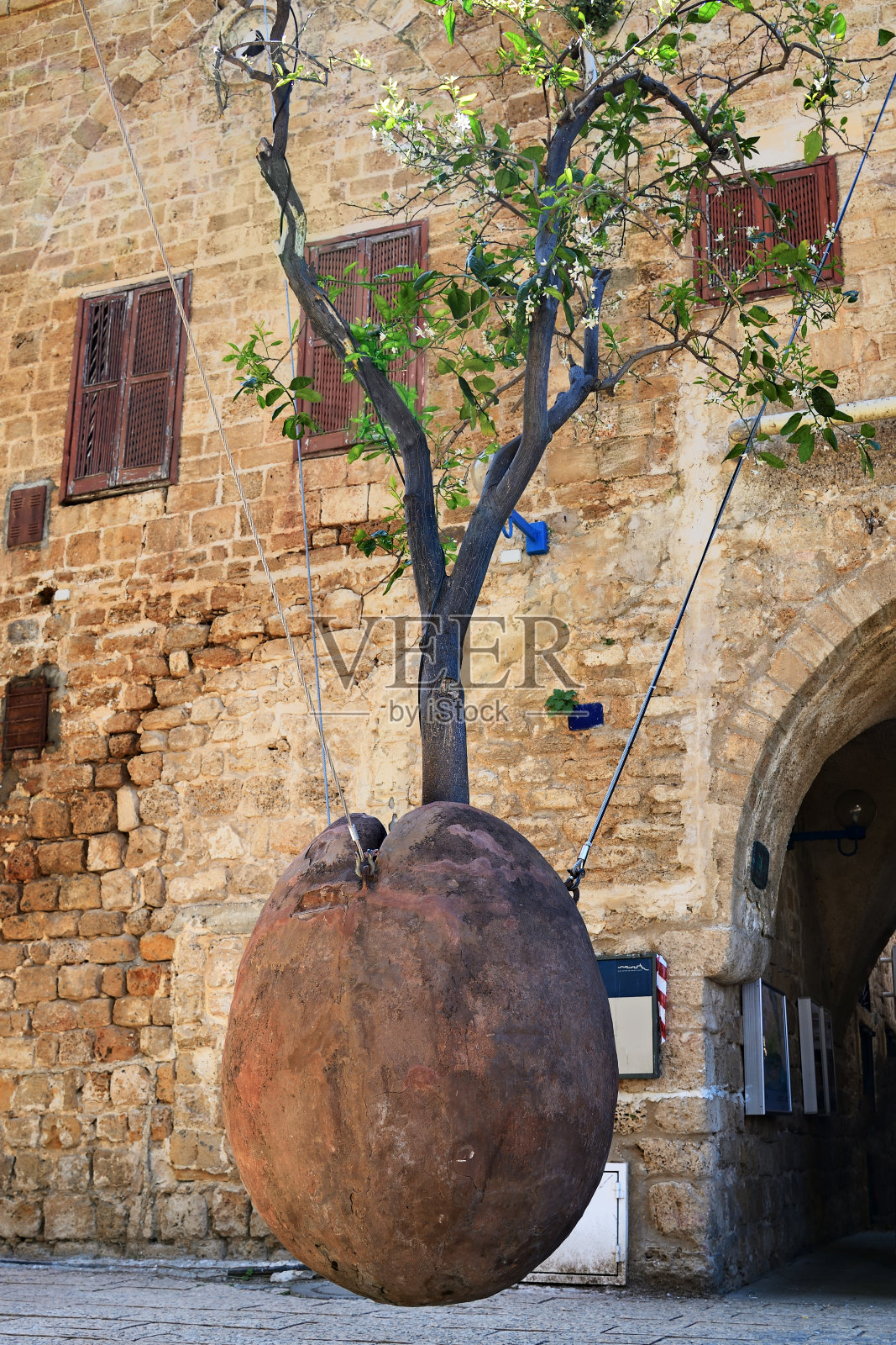 橘子树：以色列特拉维夫雅法古城照片摄影图片