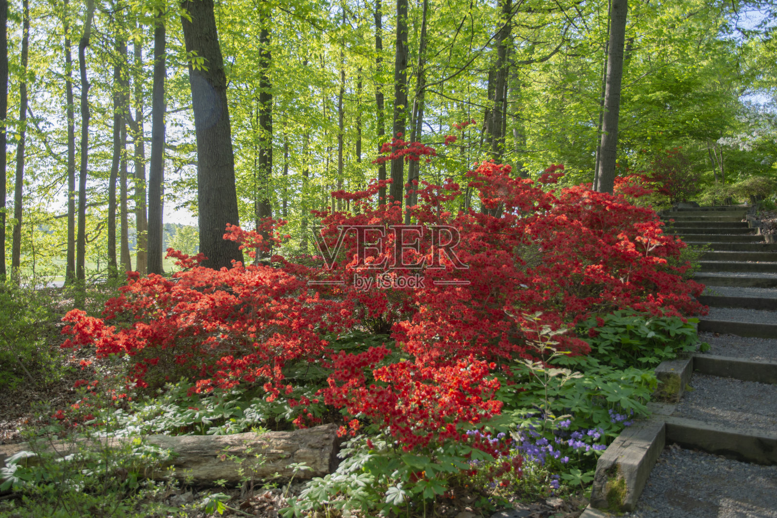 在植物园收集杜鹃花照片摄影图片