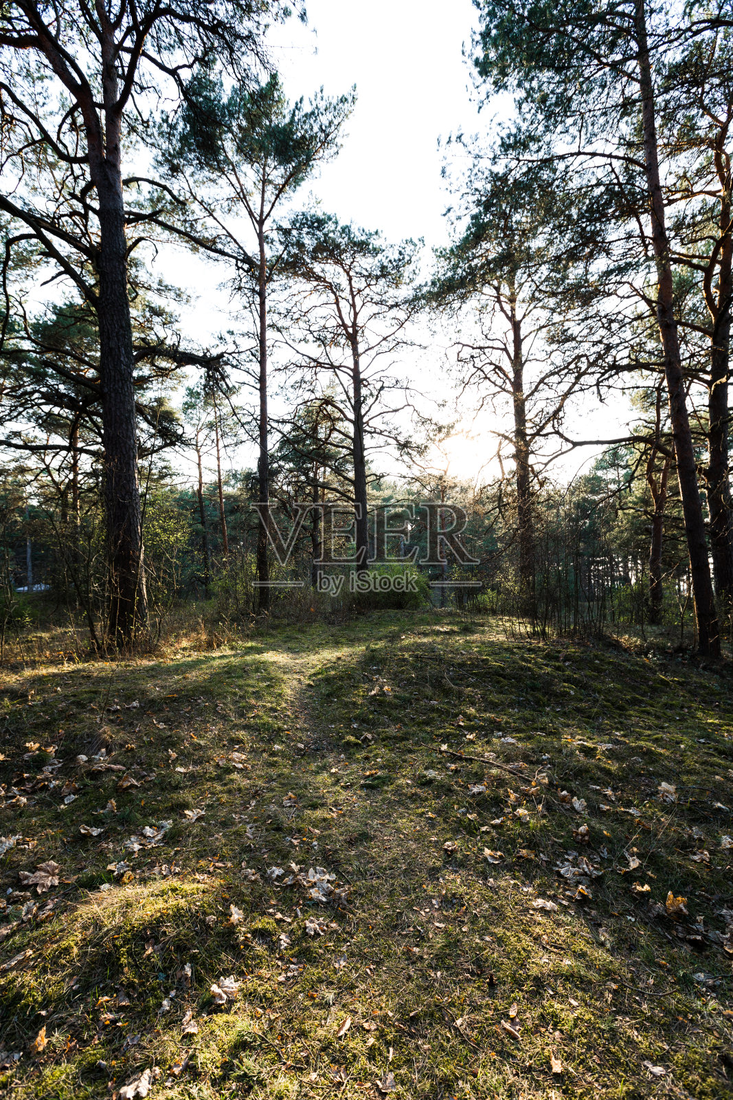 绿色苔藓在日落森林与温暖的光和太阳耀斑通过树木-波罗的海森林-温柔照片摄影图片