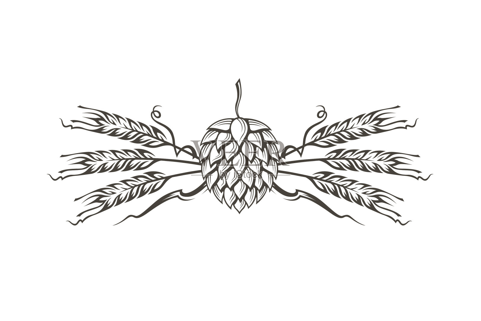 啤酒花和大麦的形象插画图片素材