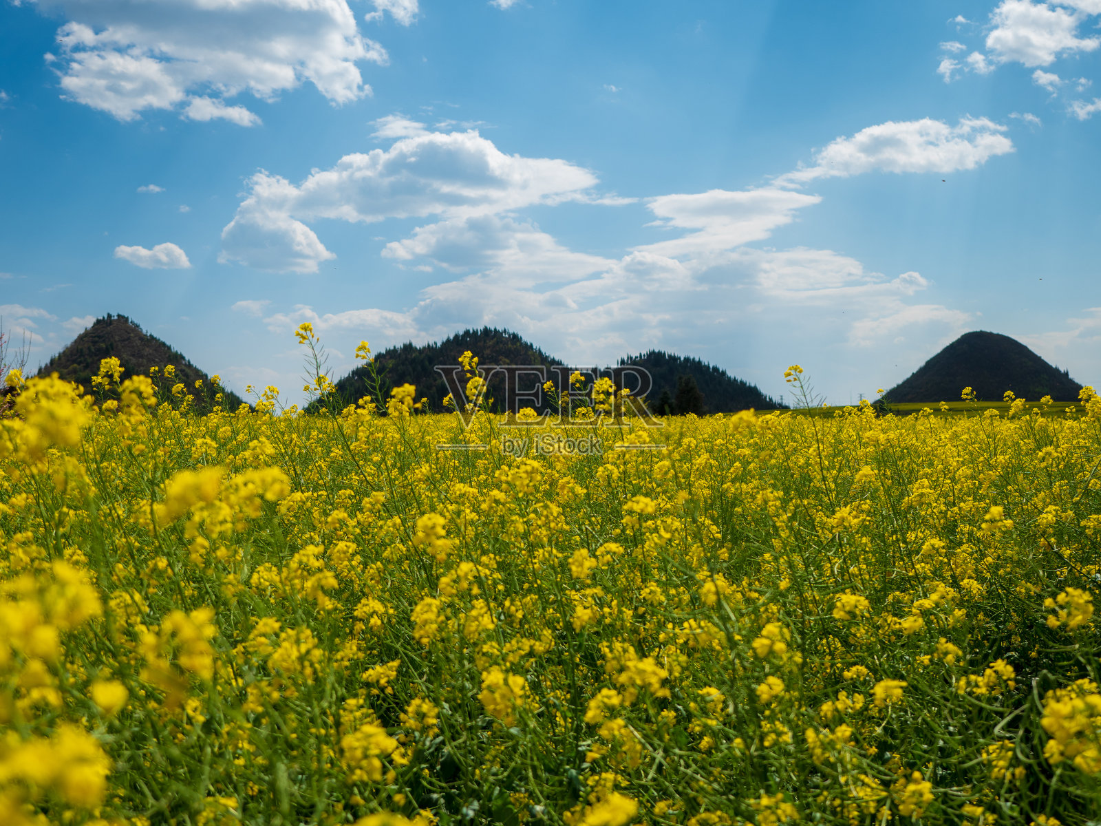 中国云南油菜籽田景观。照片摄影图片