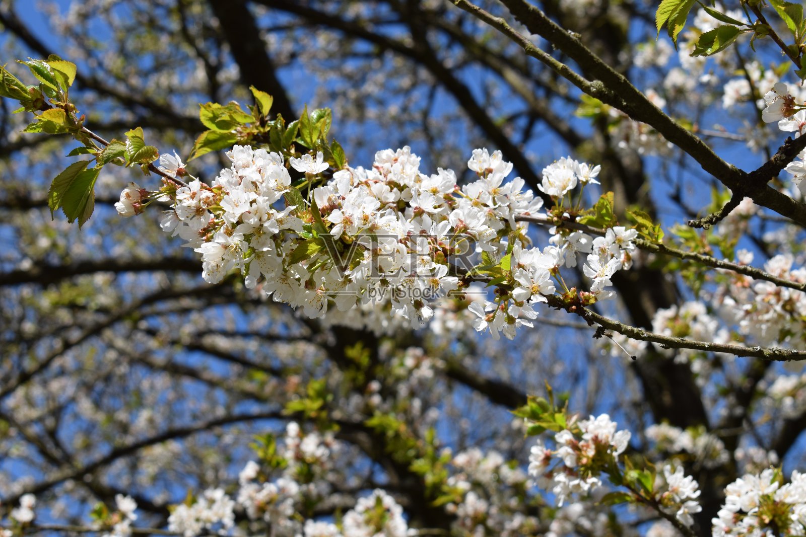白色的樱花照片摄影图片