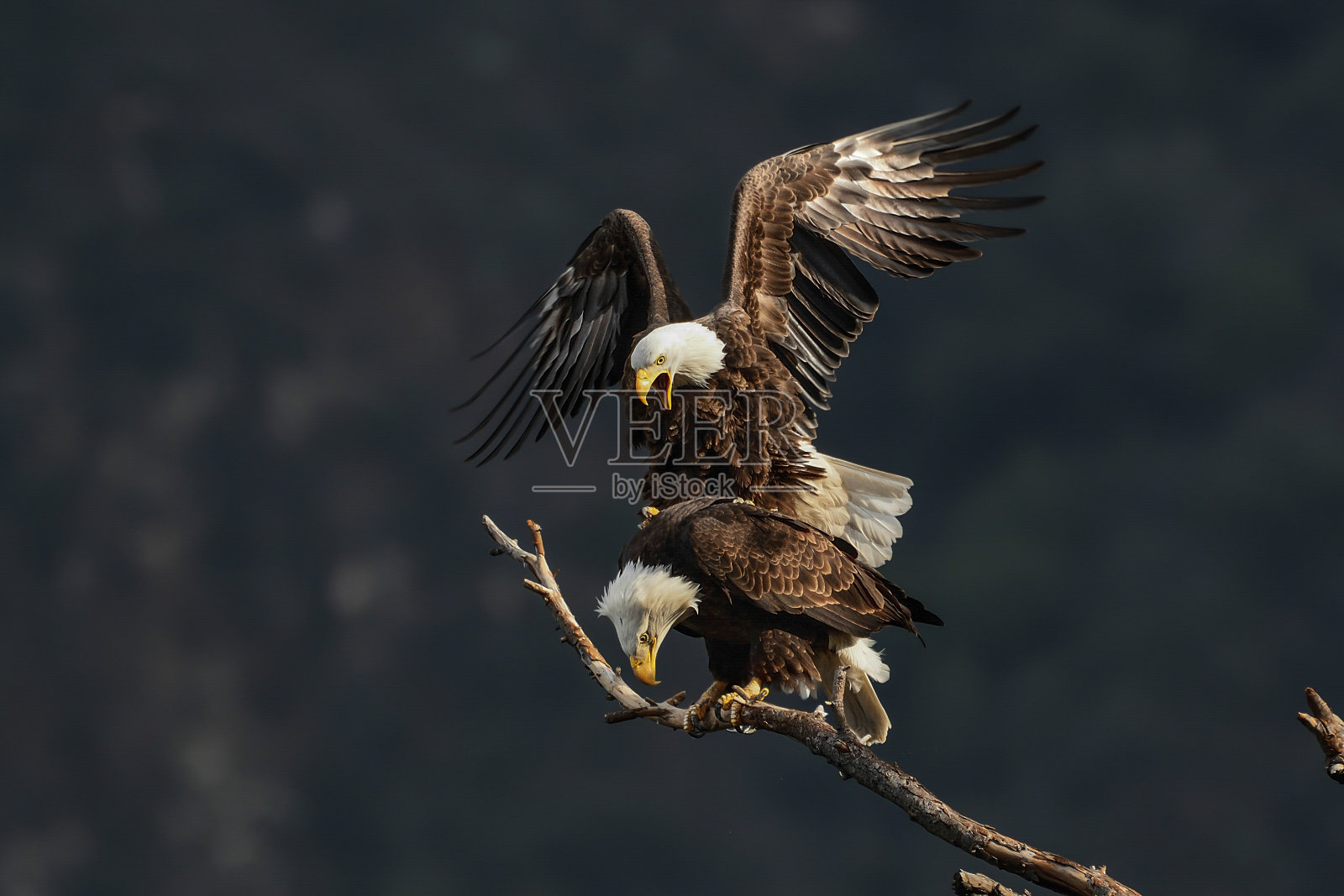 加利福尼亚的秃鹰科照片摄影图片