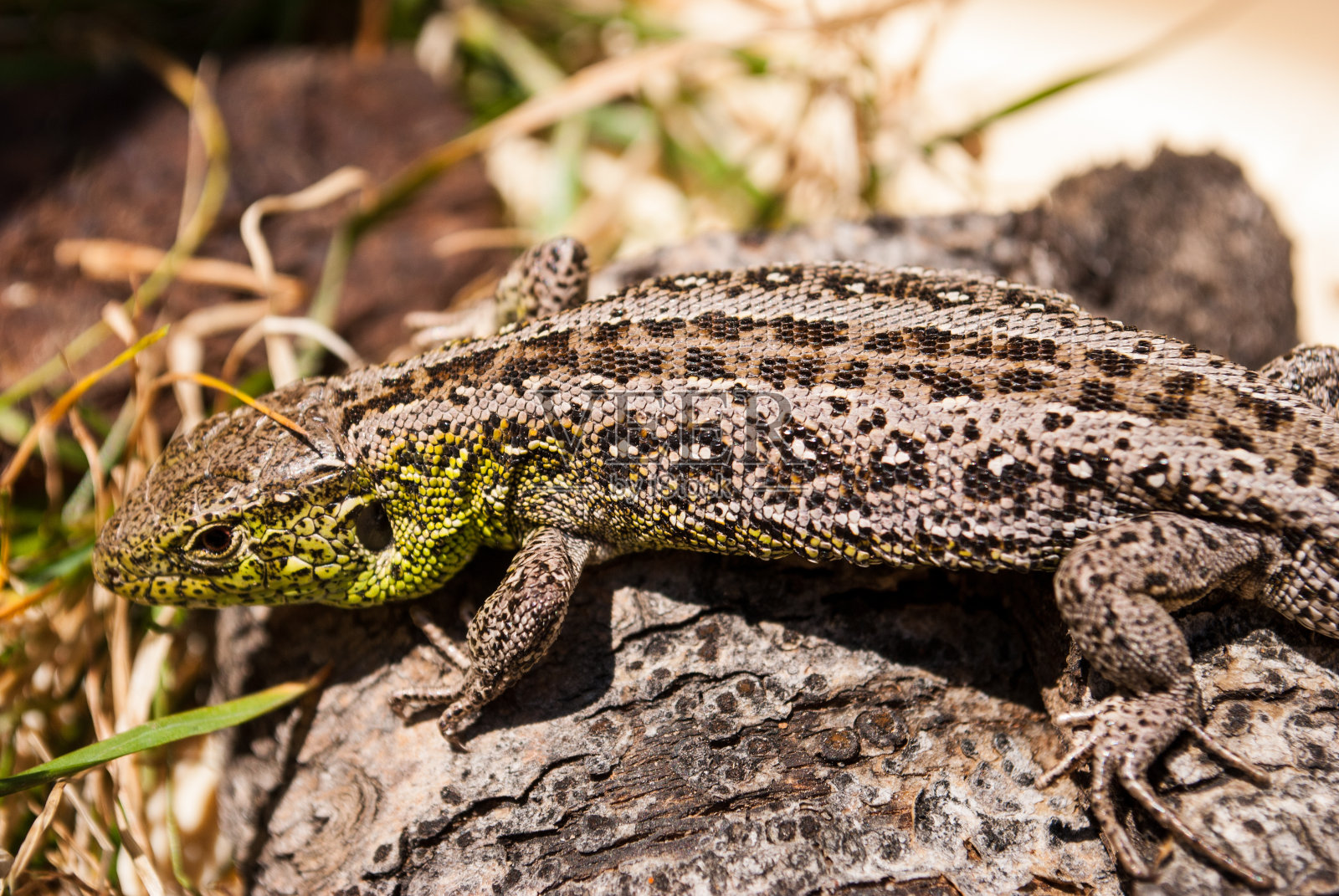花园蜥蜴近距离微距。照片摄影图片