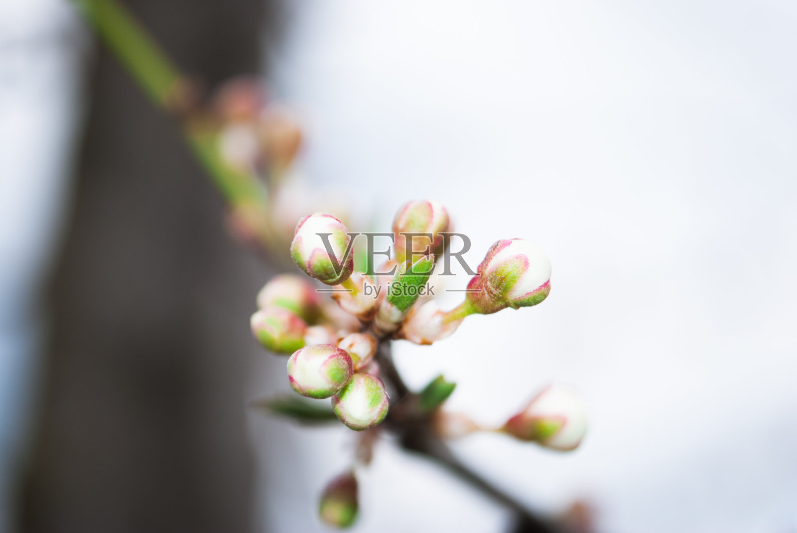 樱花宏枝绽放。照片摄影图片