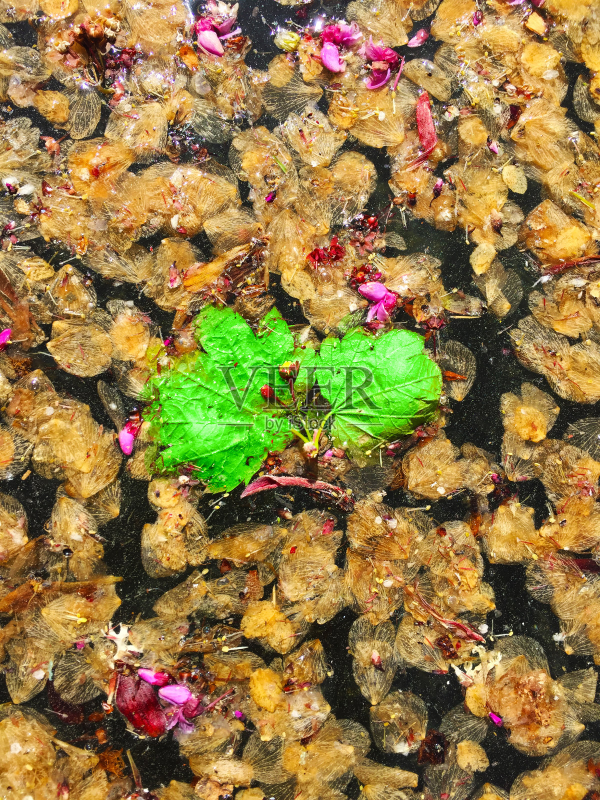 绿叶漂浮在水中照片摄影图片