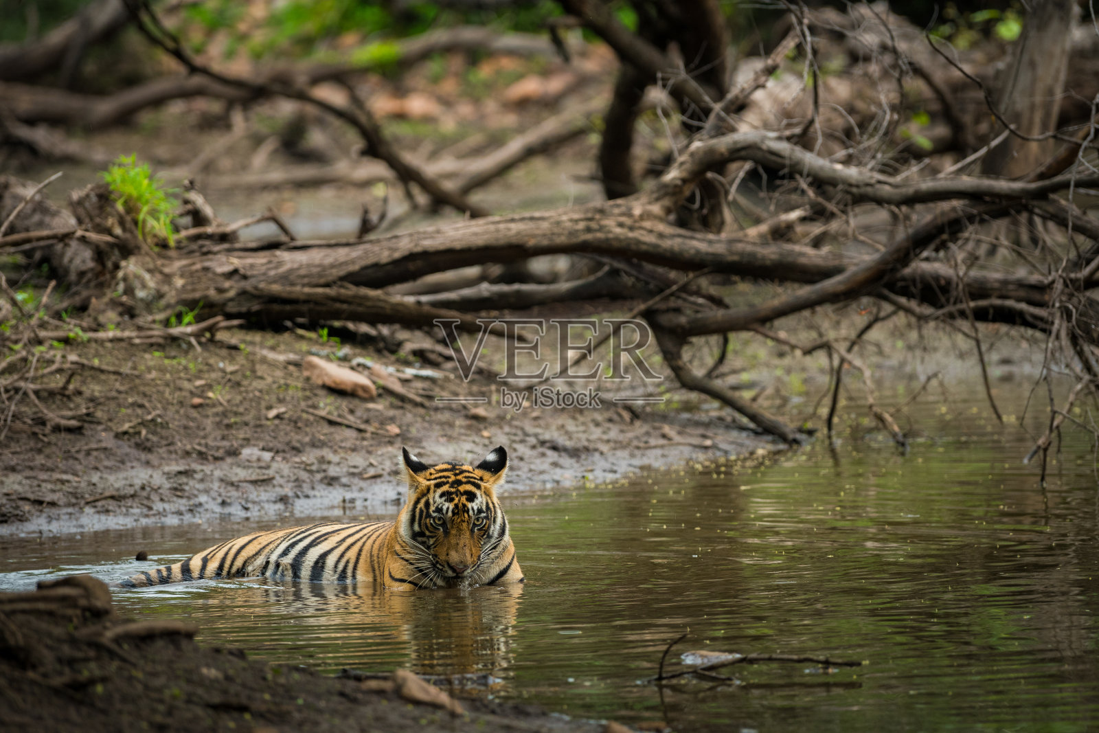 在印度拉贾斯坦邦的Ranthambore国家公园里，一只孟加拉虎(panthera tigris tigris)在炎热的夏天在岩石之间的天然冷水中解渴降温照片摄影图片