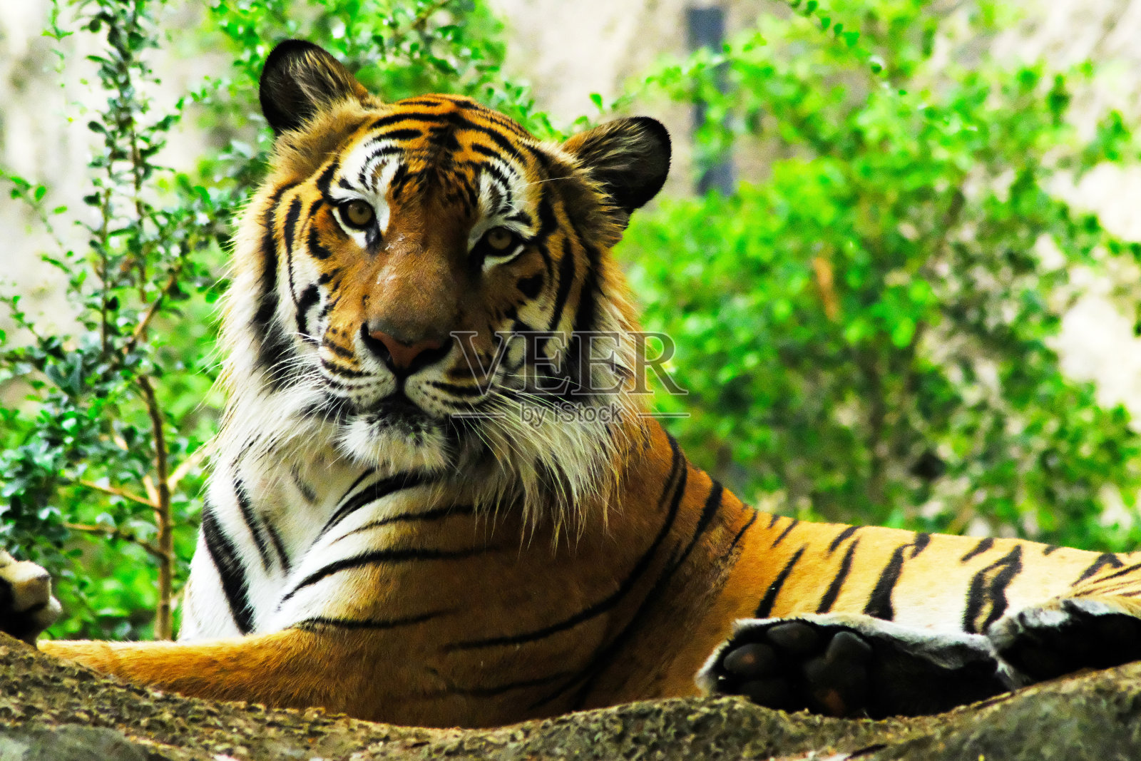 动物园里的老虎照片摄影图片