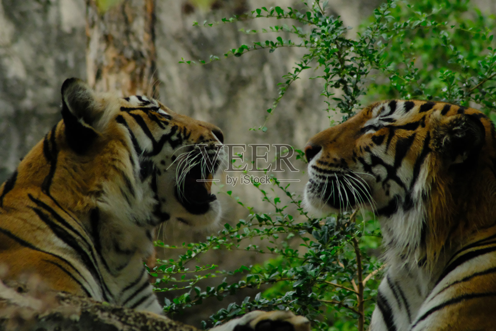 动物园里的老虎照片摄影图片